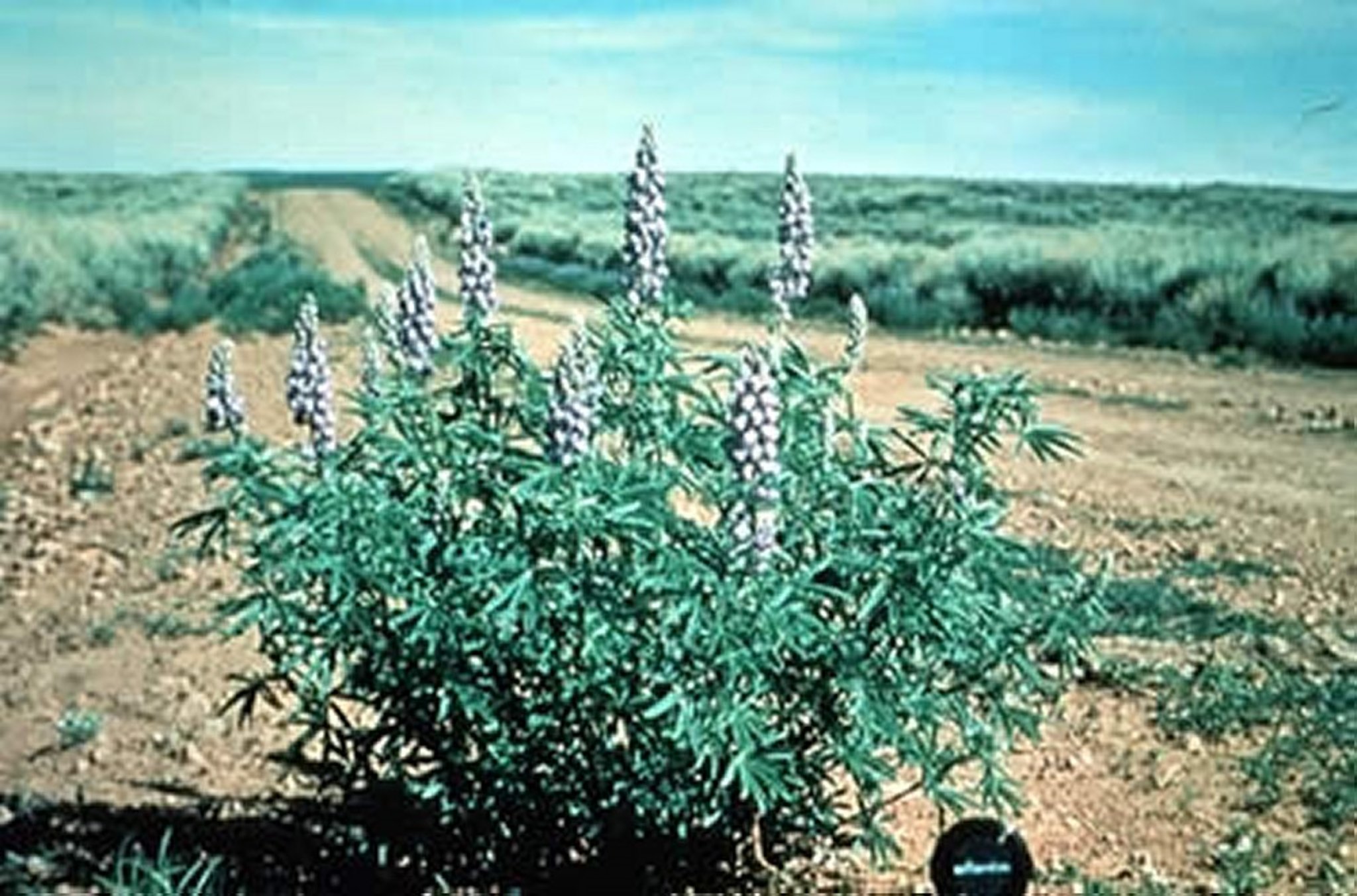<i >Lupinus sericeus</i> (lupino)