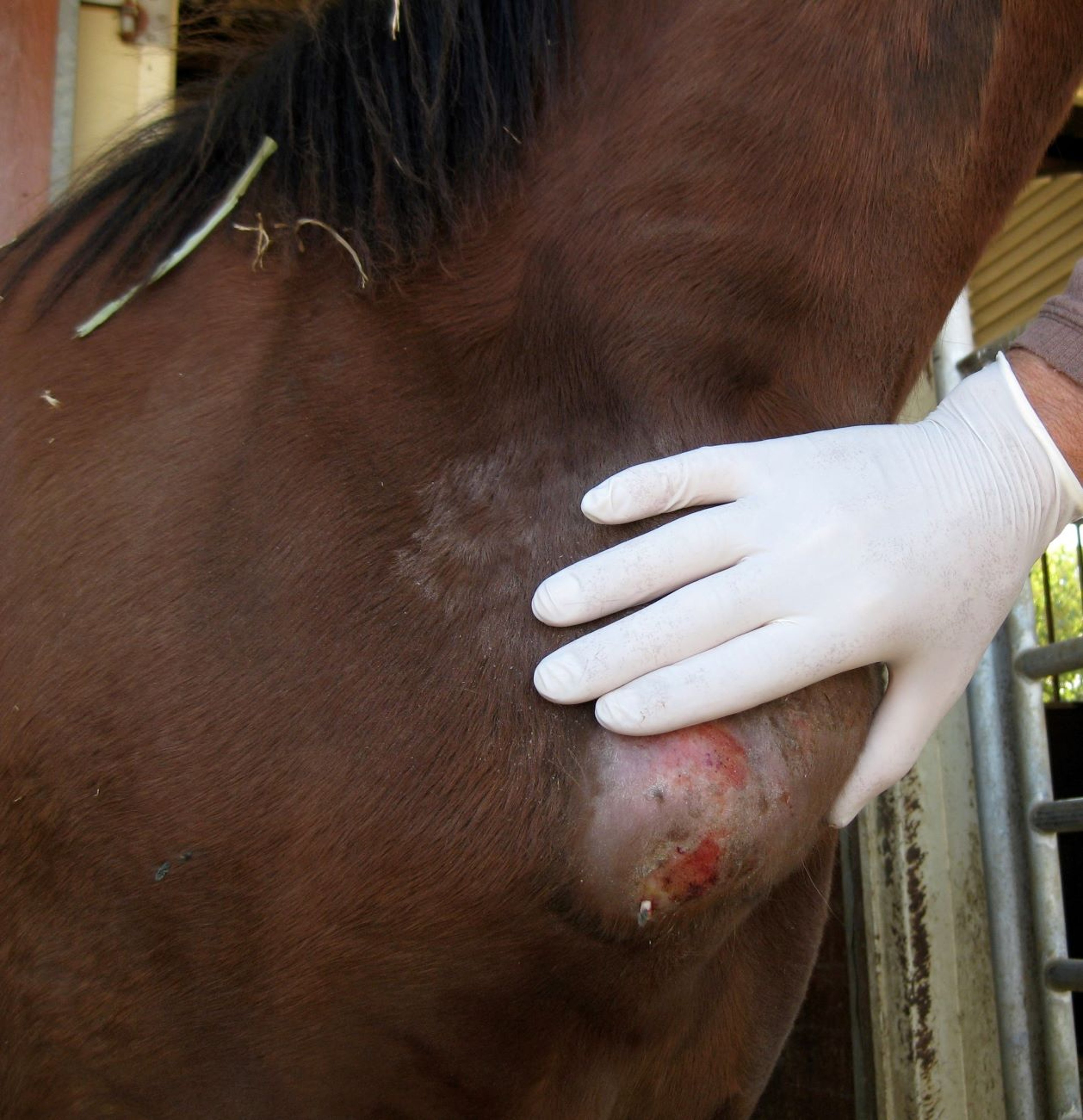 Linfangitis, absceso pectoral, caballo