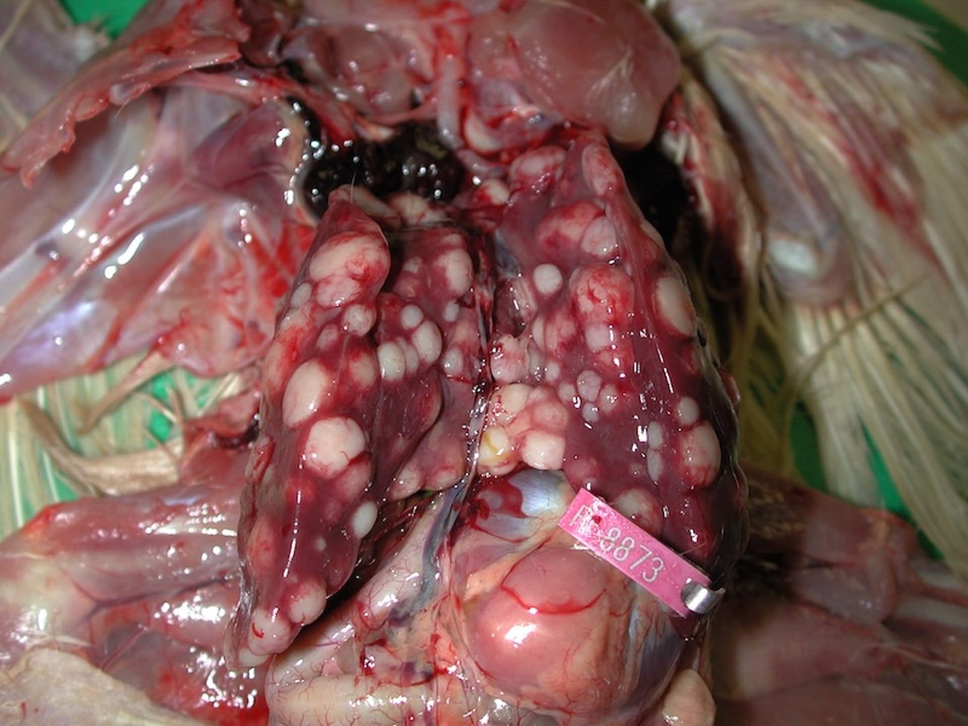 Lymphoid leukosis, liver nodules, chicken