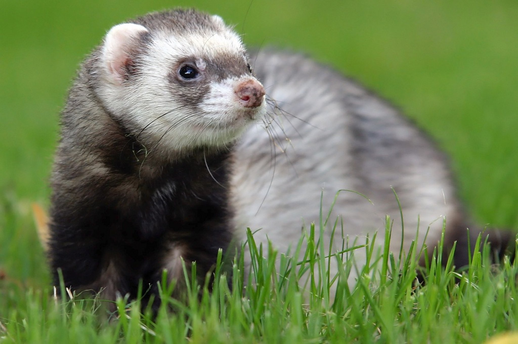 Physical appearance, ferret