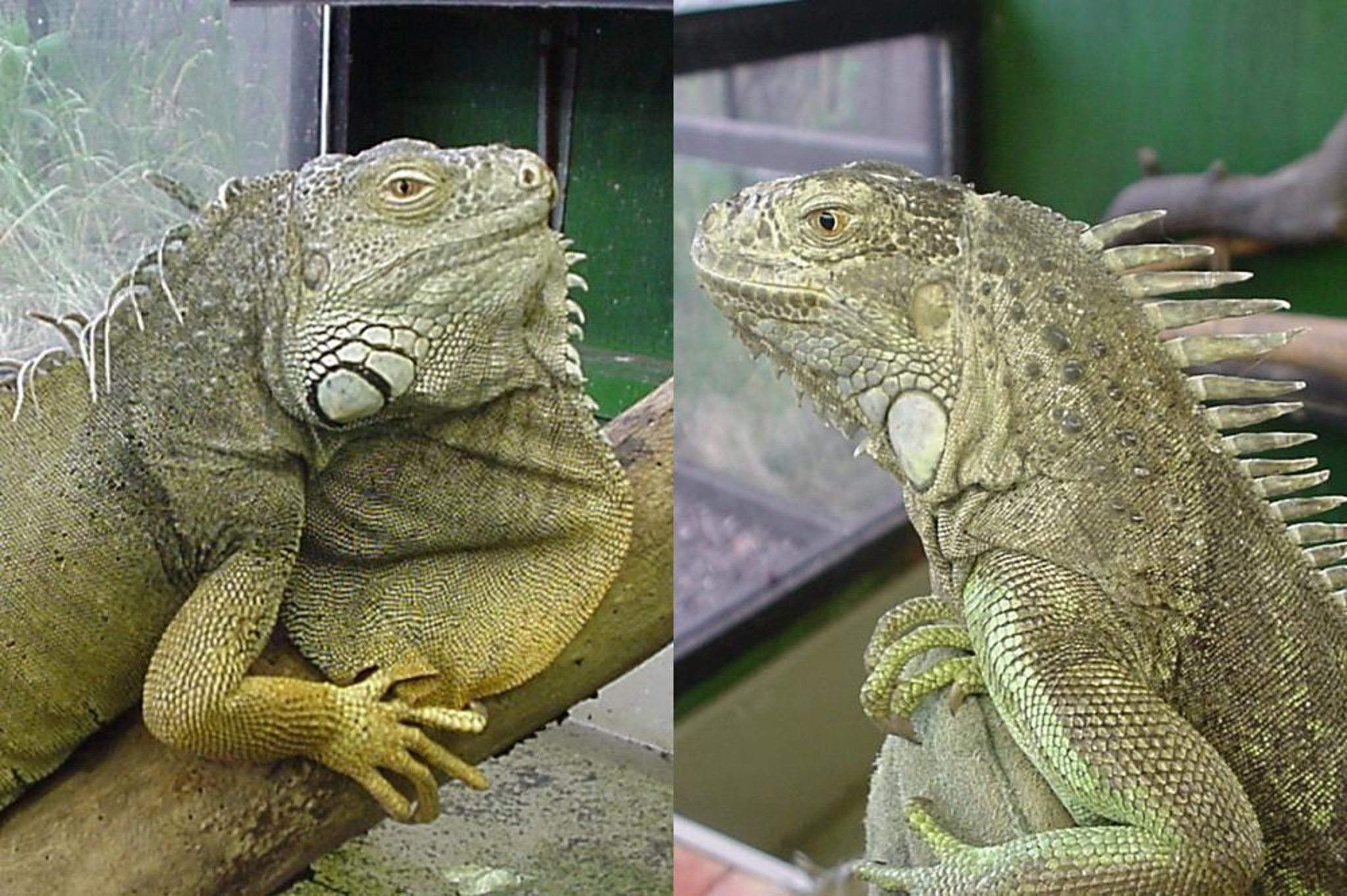 Green iguanas, male and female