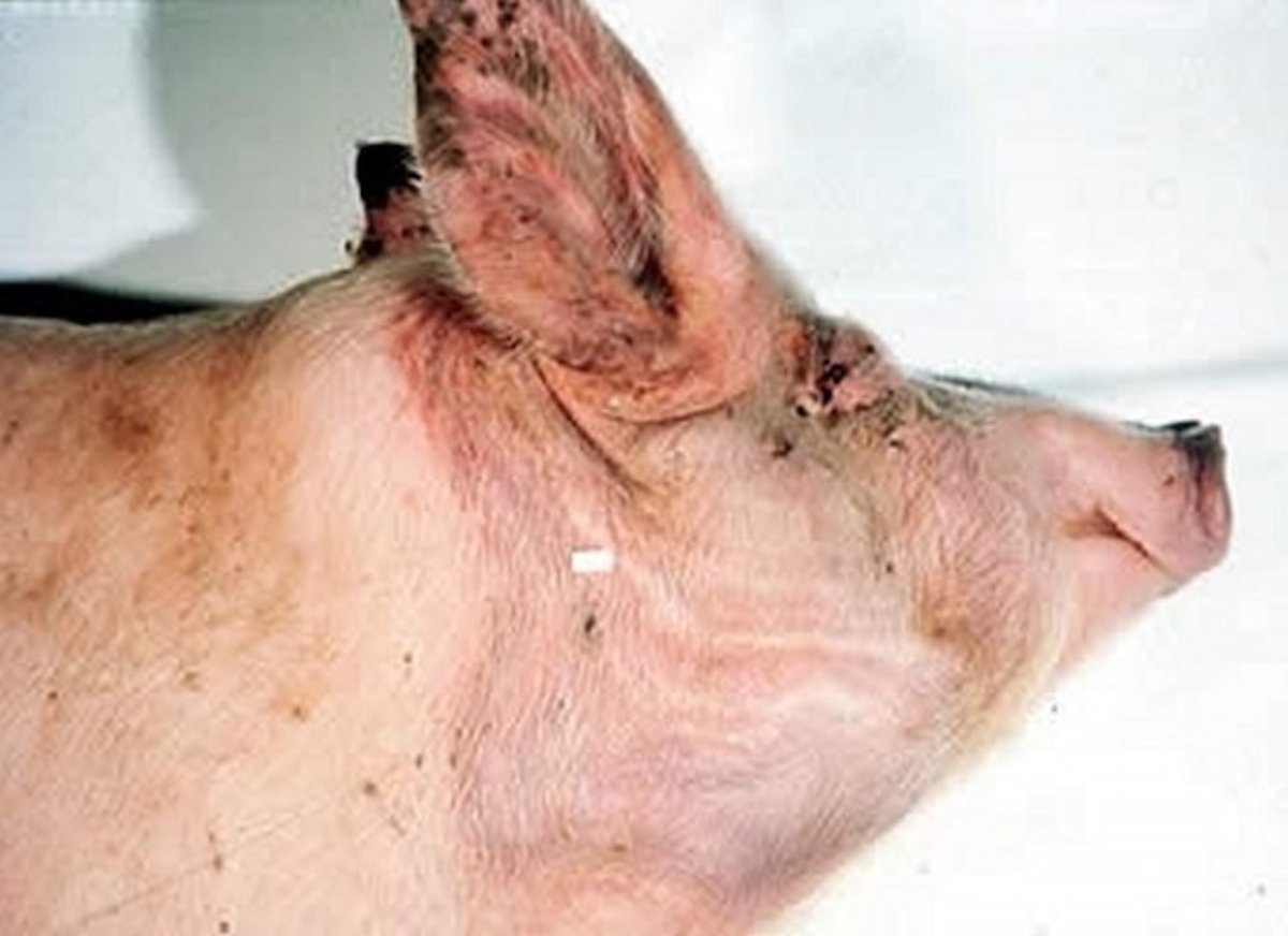 Malignant edema, pig