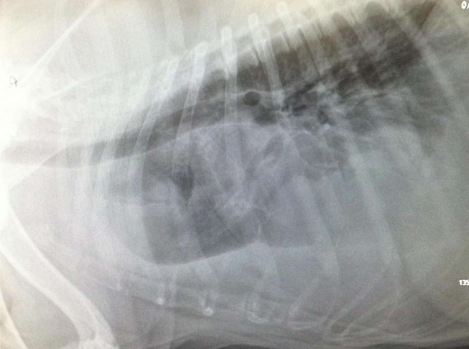 Malignant histiocytosis in thorax, dog