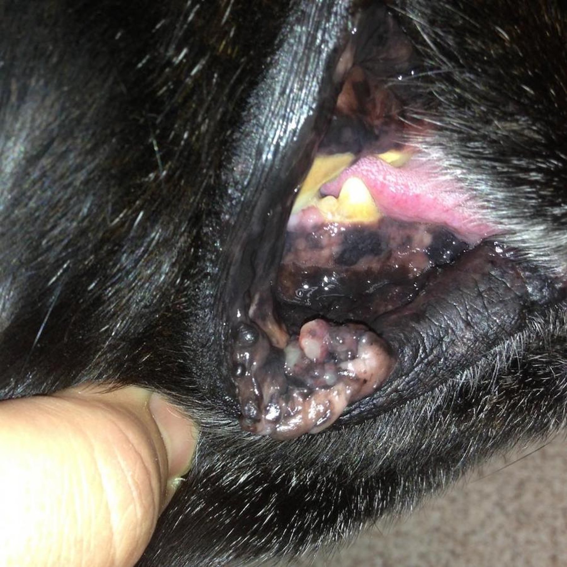 Malignant melanoma of lip and buccal mucosa, 12-year-old Labrador mix