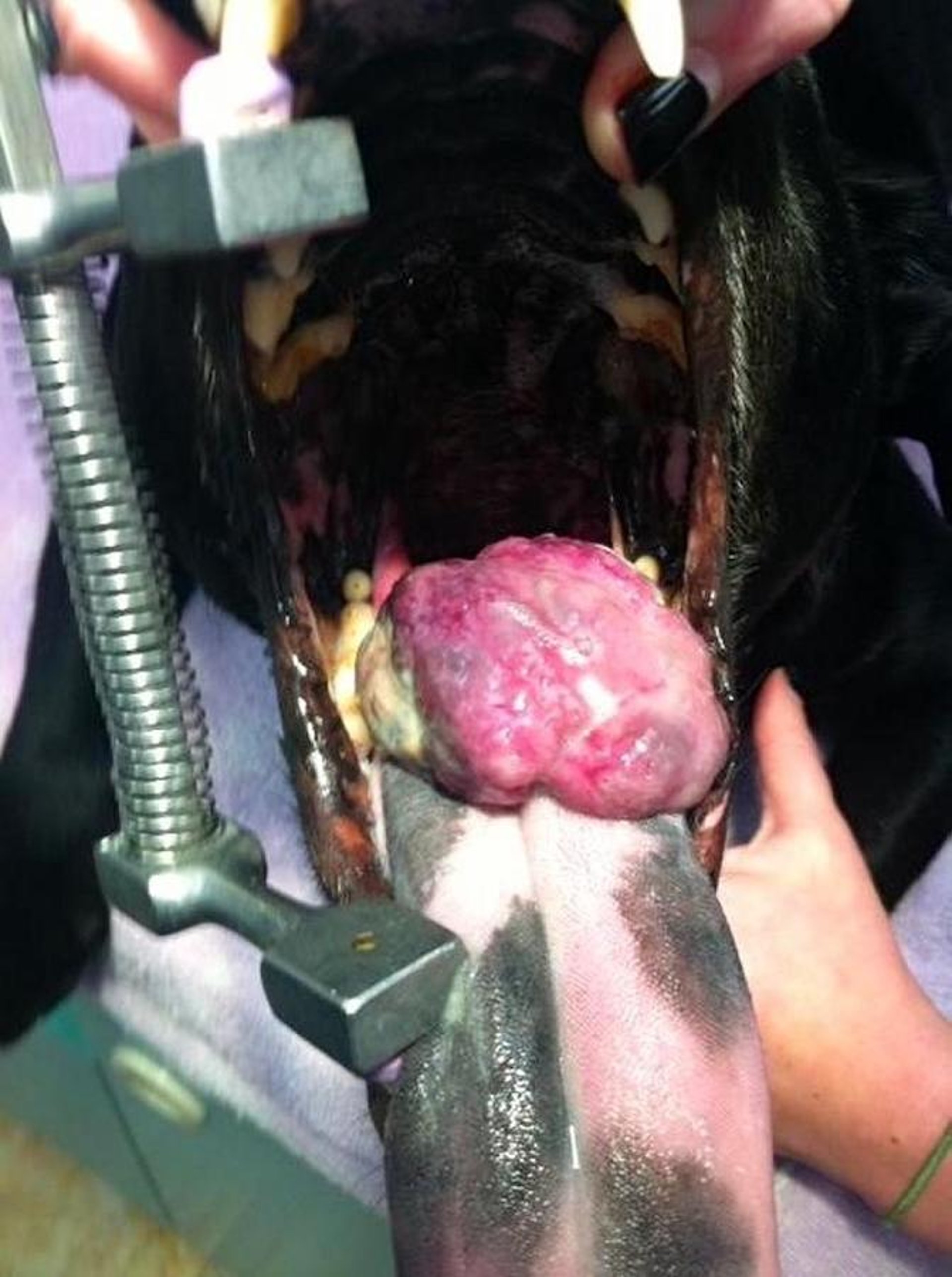 Malignant melanoma on tongue, dog