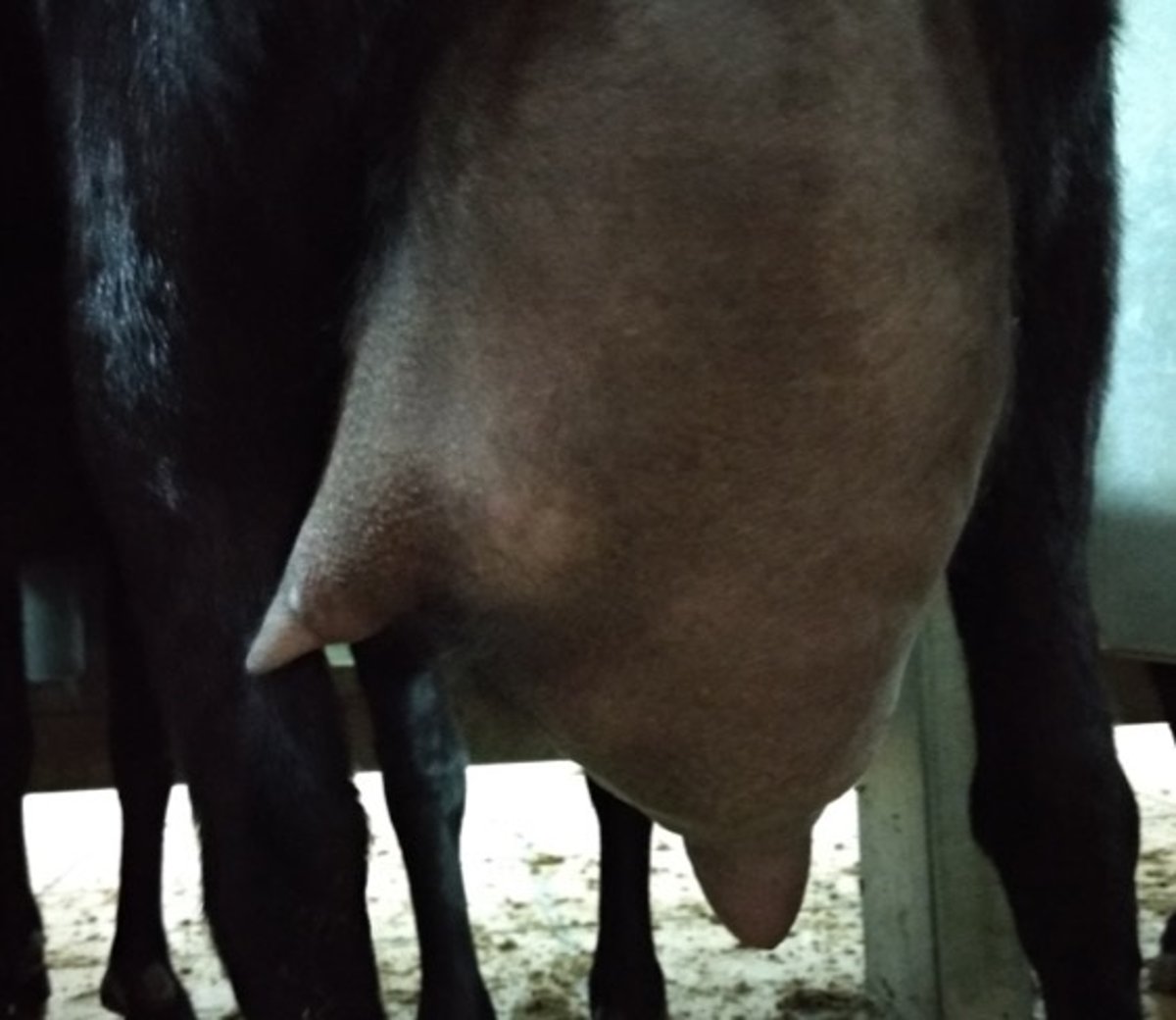 Mammary gland atrophy