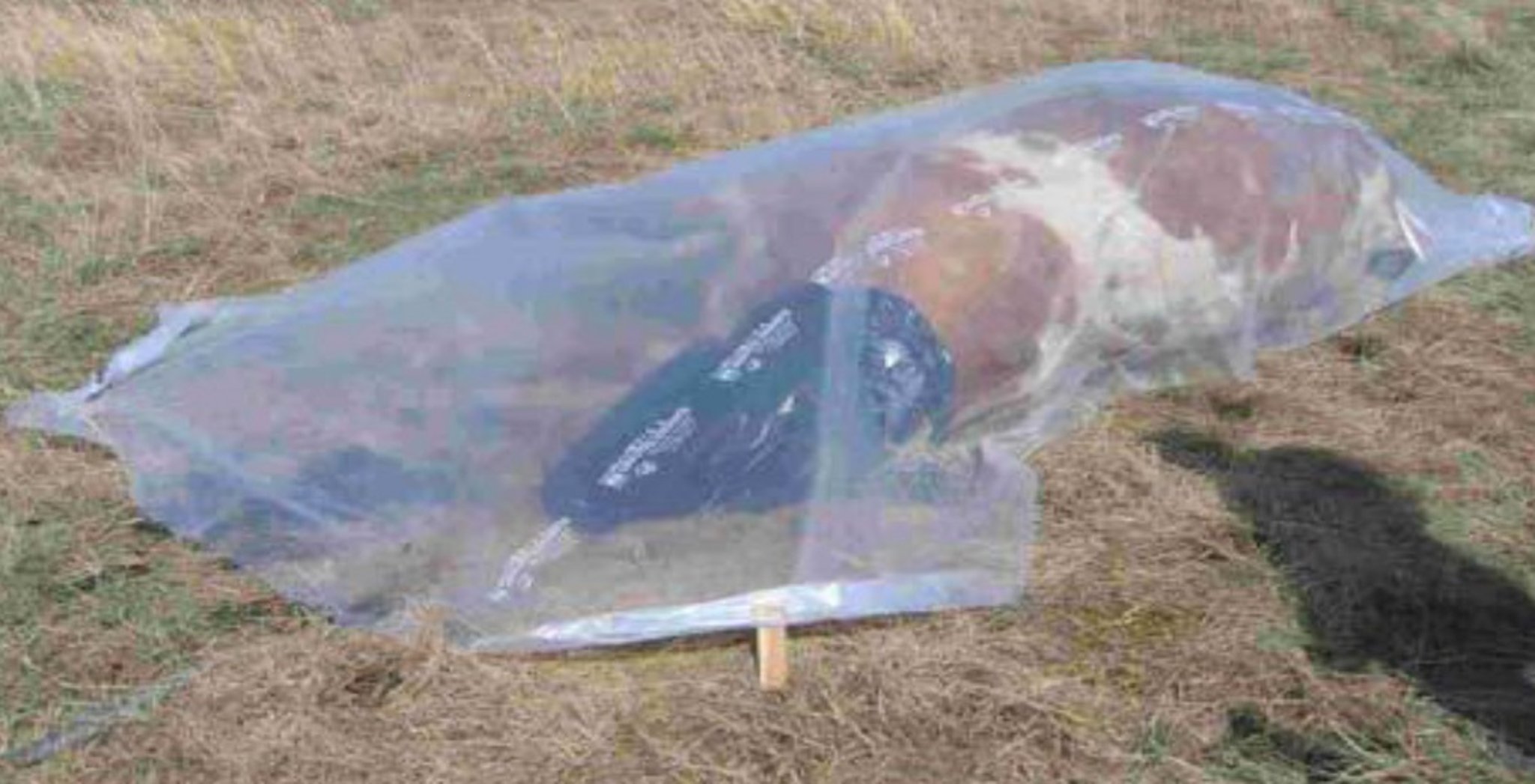 Management of anthrax-infected carcasses