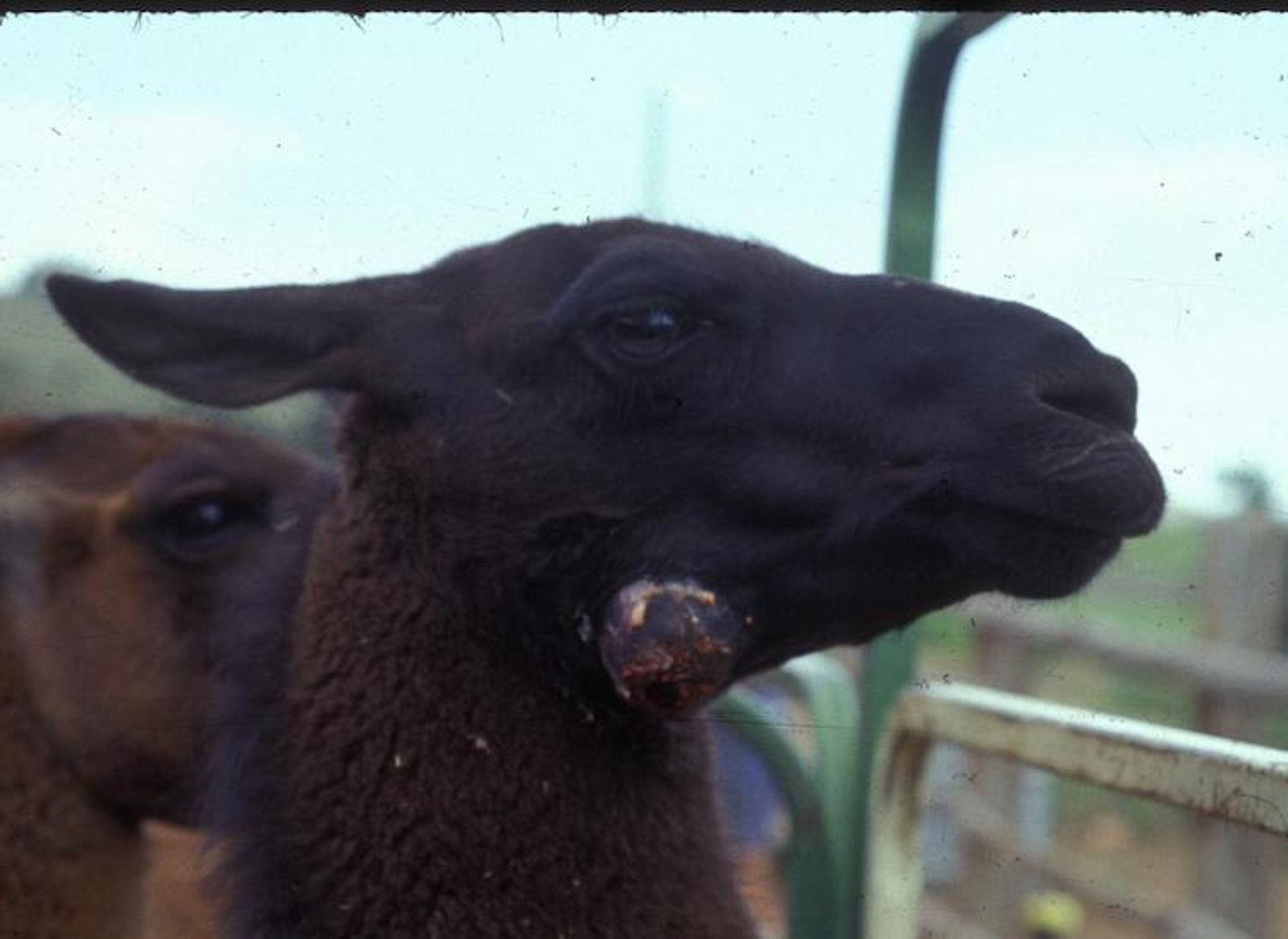 Mandibular abscess, llama