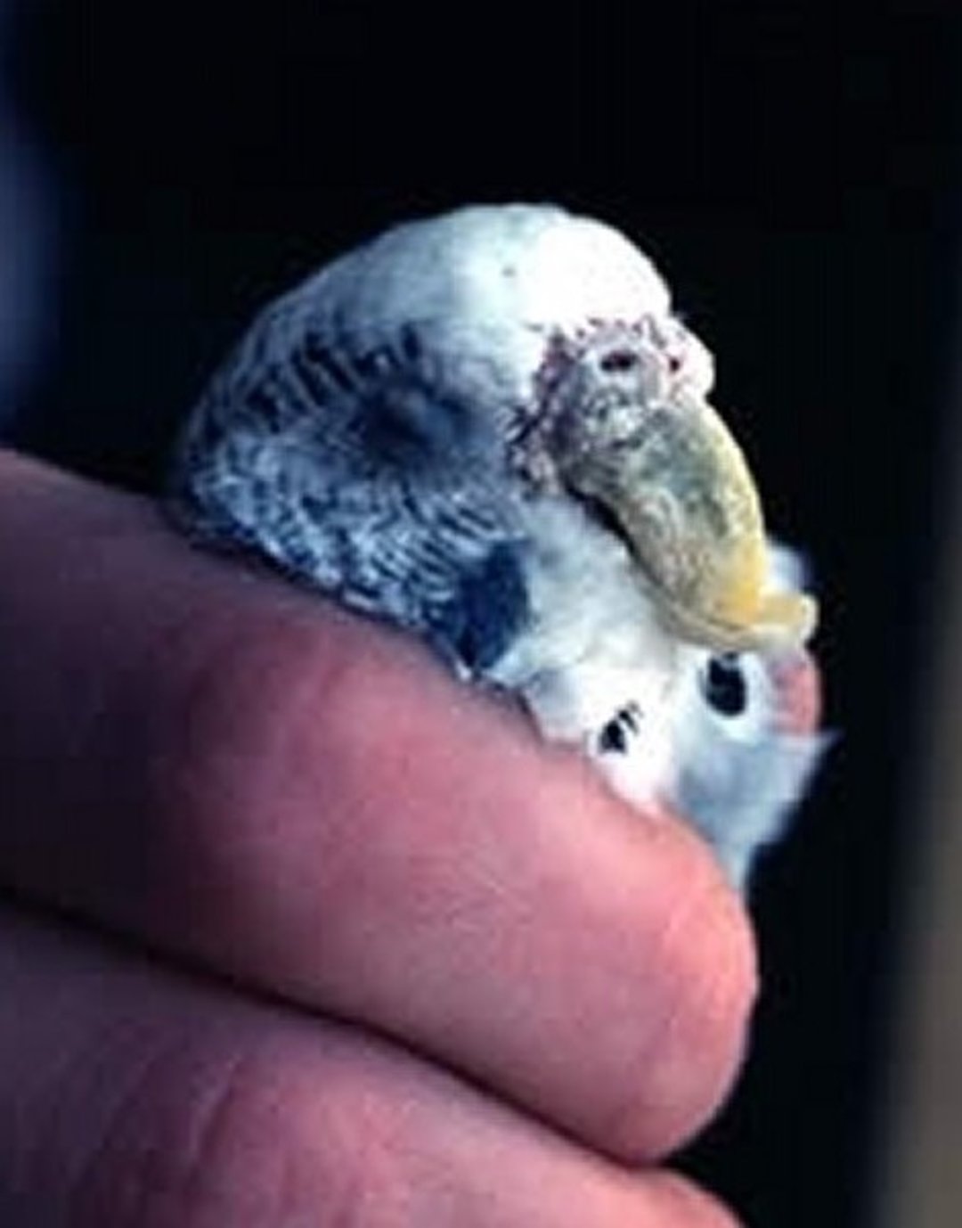 Mange (<i >Knemidocoptes</i>), beak and face, parakeet