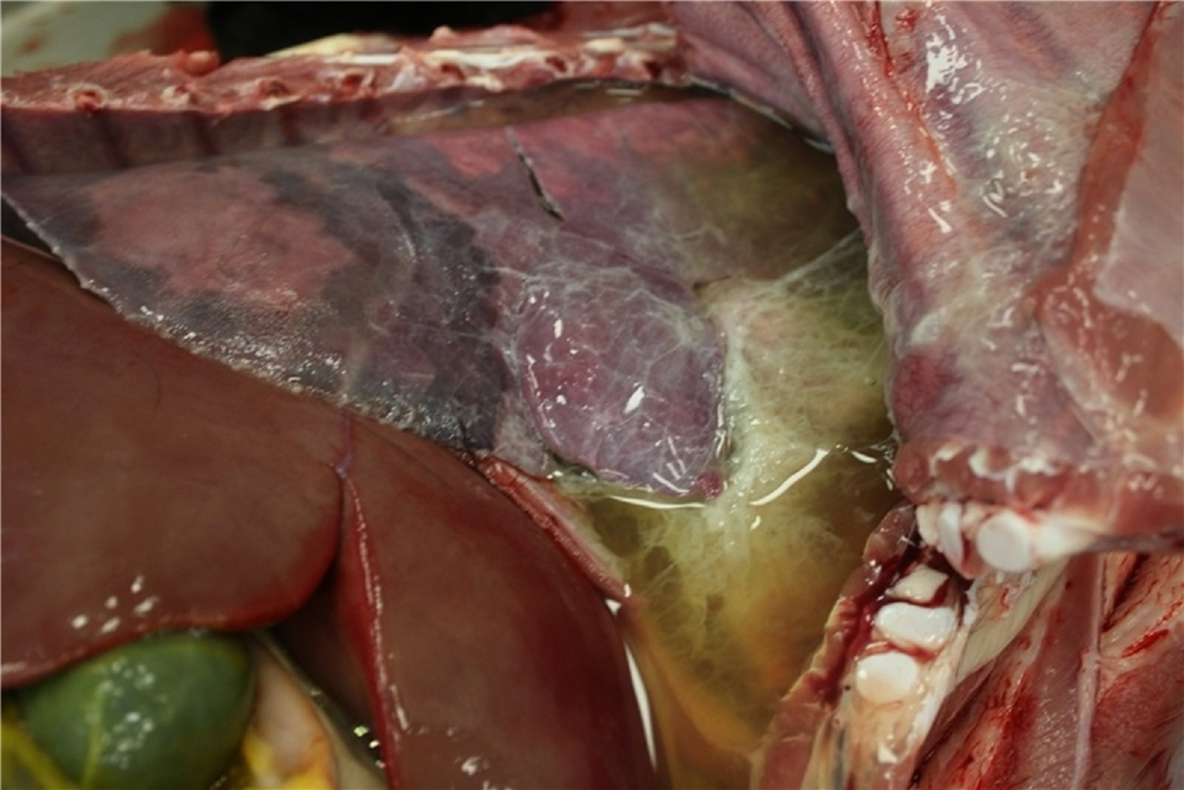 <i >Mannheimia haemolytica</i> pleuropneumonia, goat