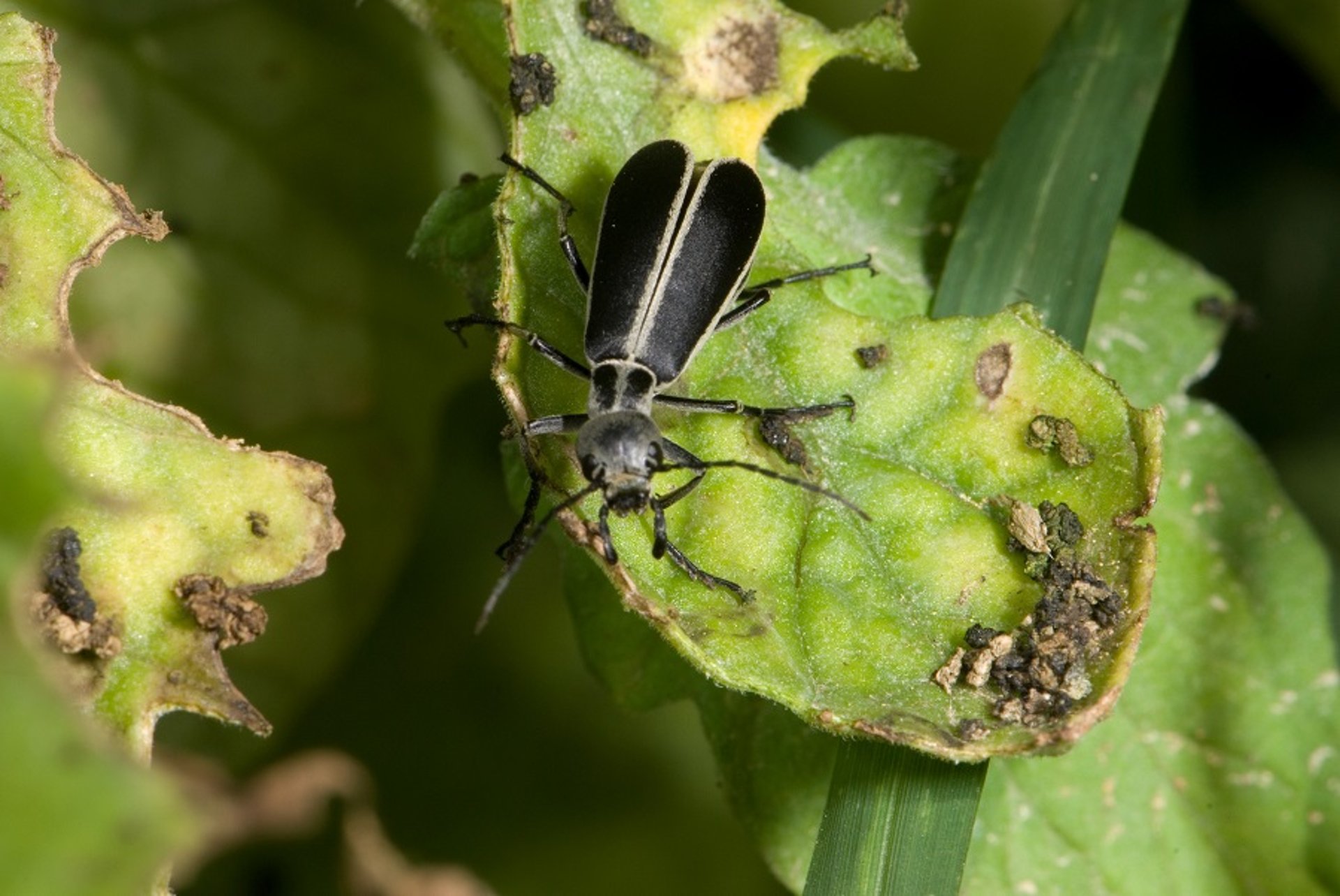 <i >Epicauta cinerea</i> (marginated blister beetle)