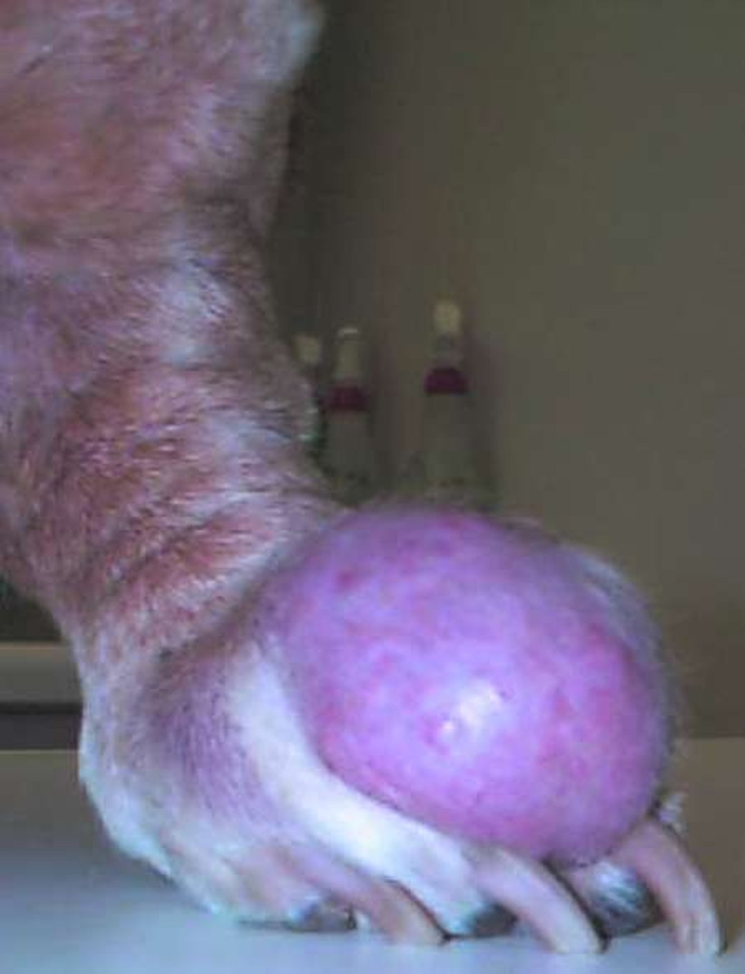 Mast cell tumor in hind foot, dog
