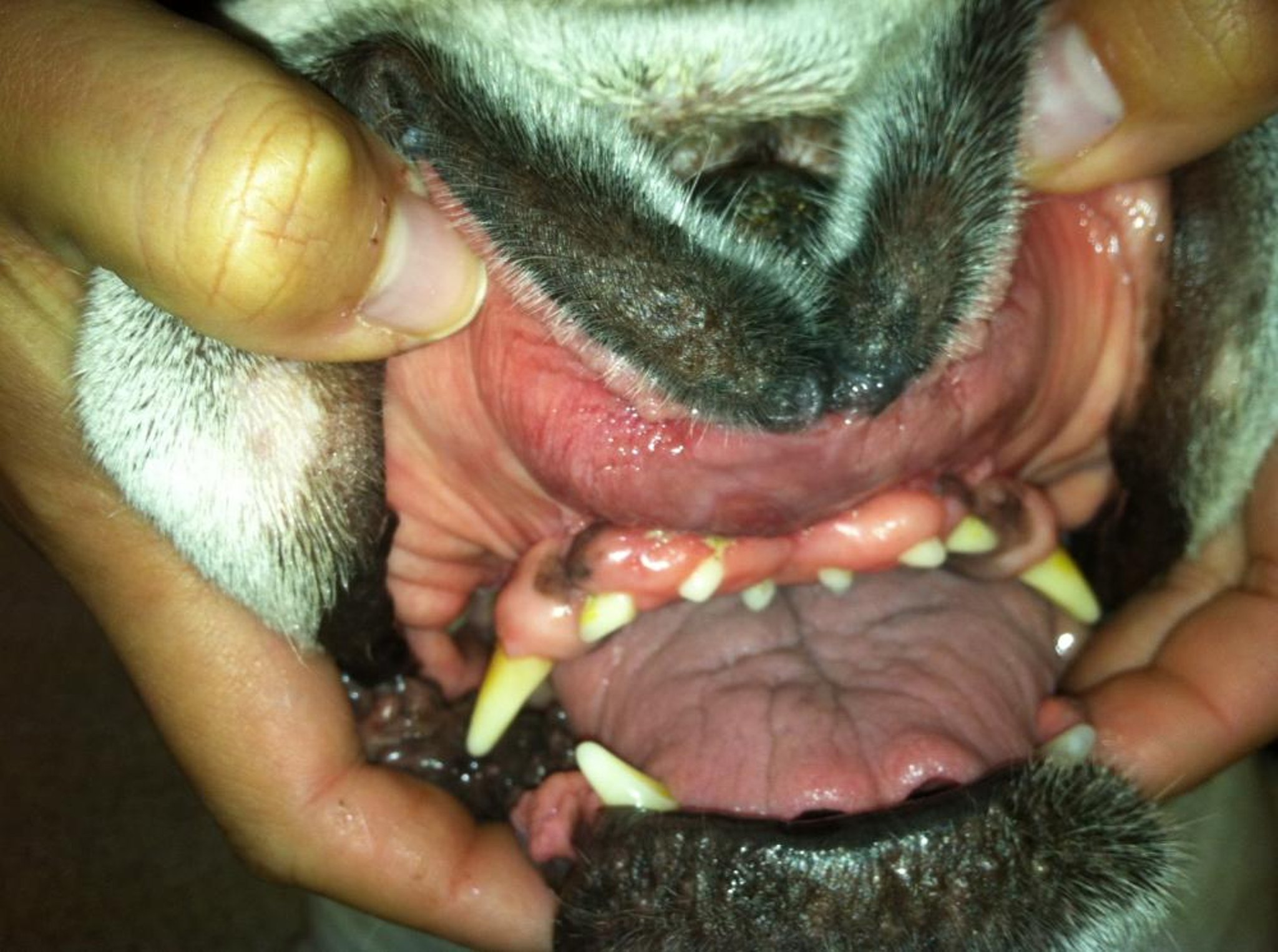 Mast cell tumor in the rostral upper lip, 10-year-old English Bulldog