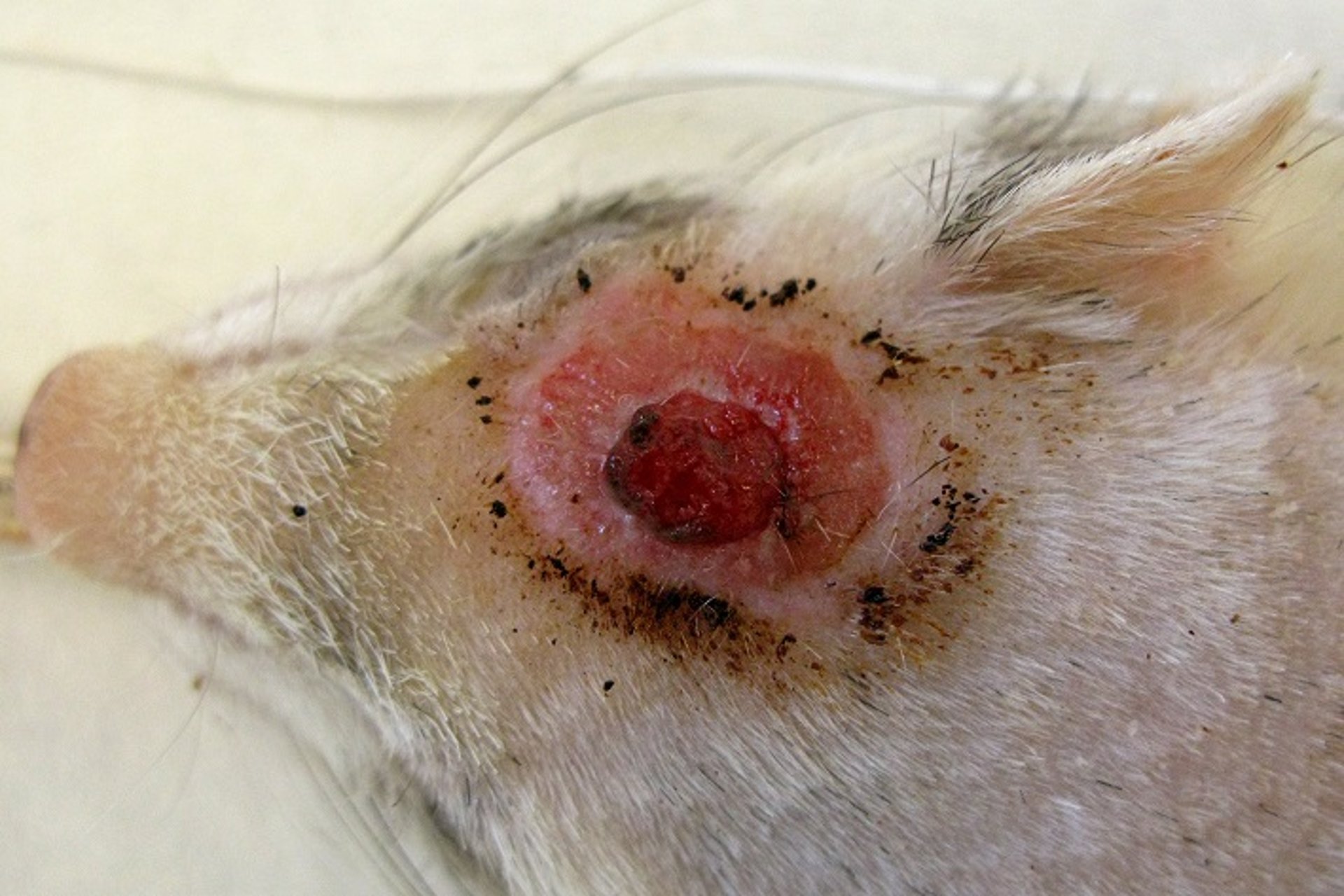 Mast cell tumors, ferret
