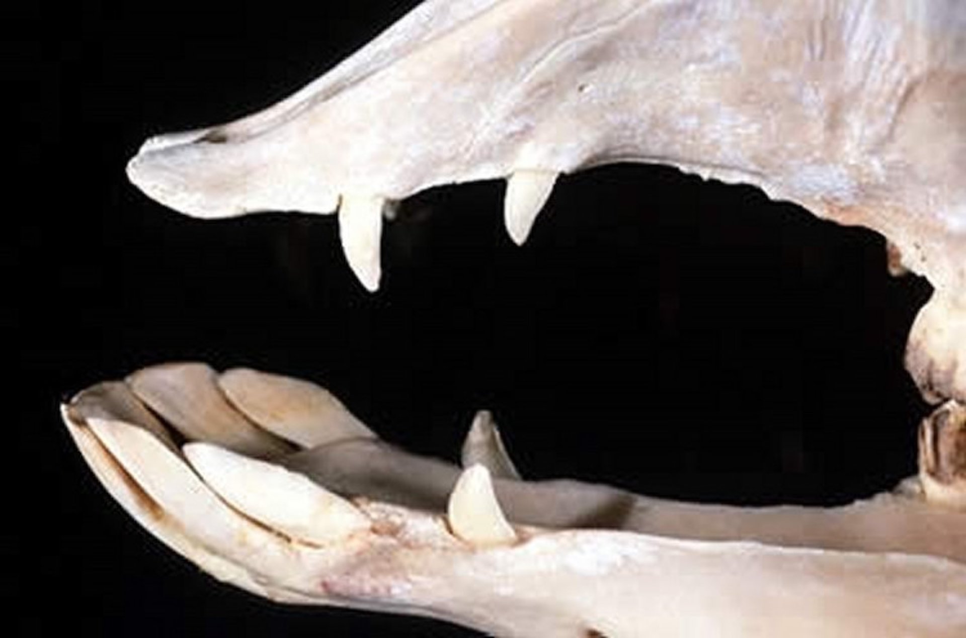 Maxilla and mandible, llama