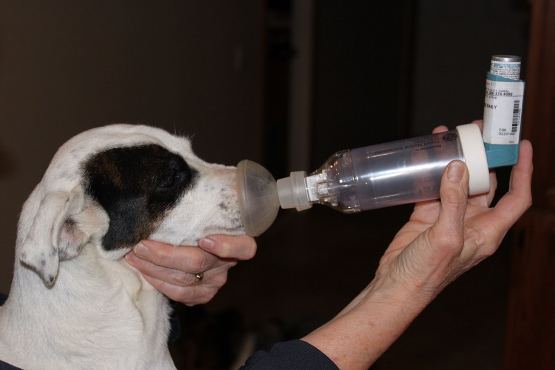 Metered-dose inhaler with spacer, dog