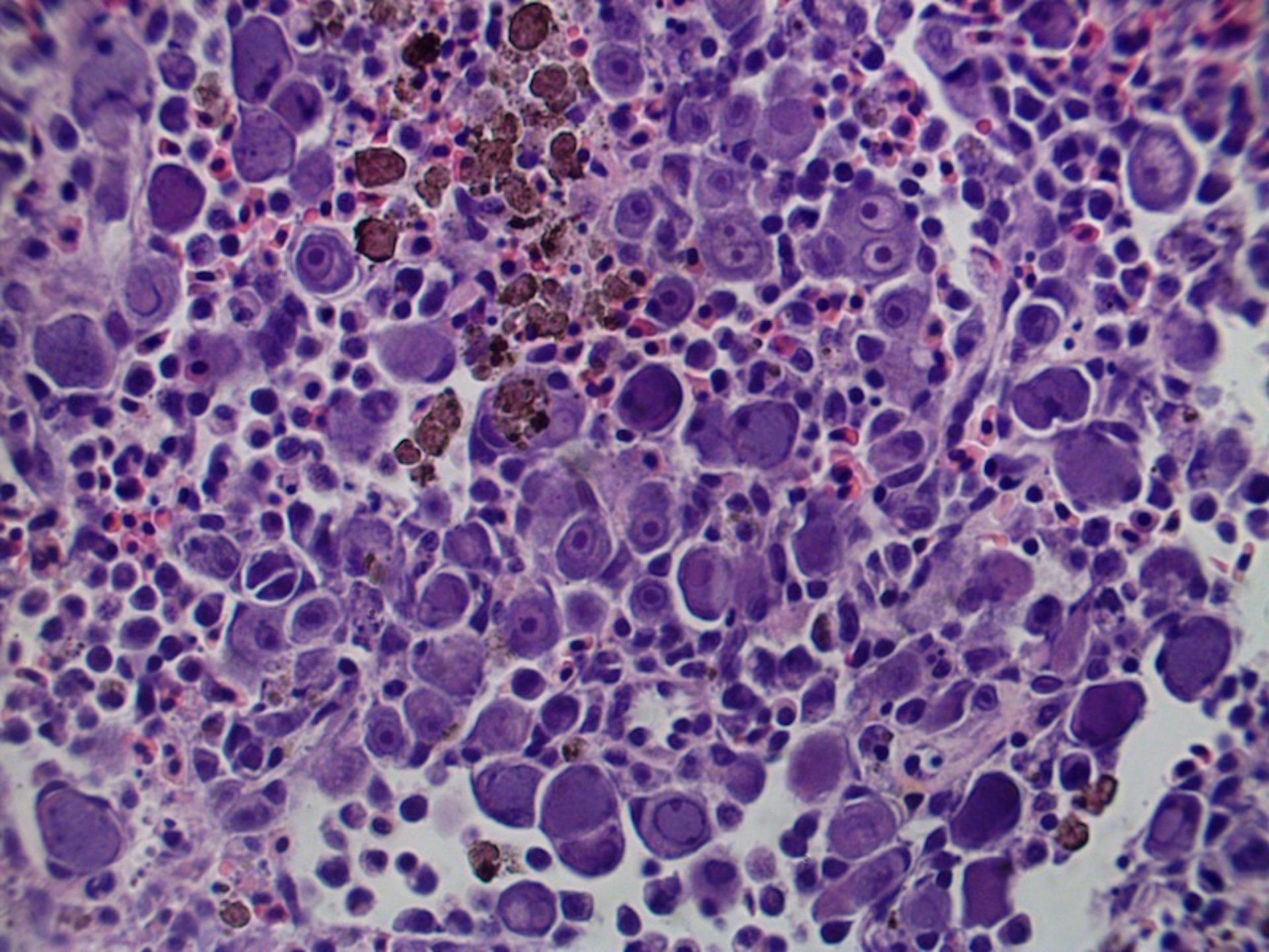<i >Megalocytivirus</i>, spleen, ram cichlid