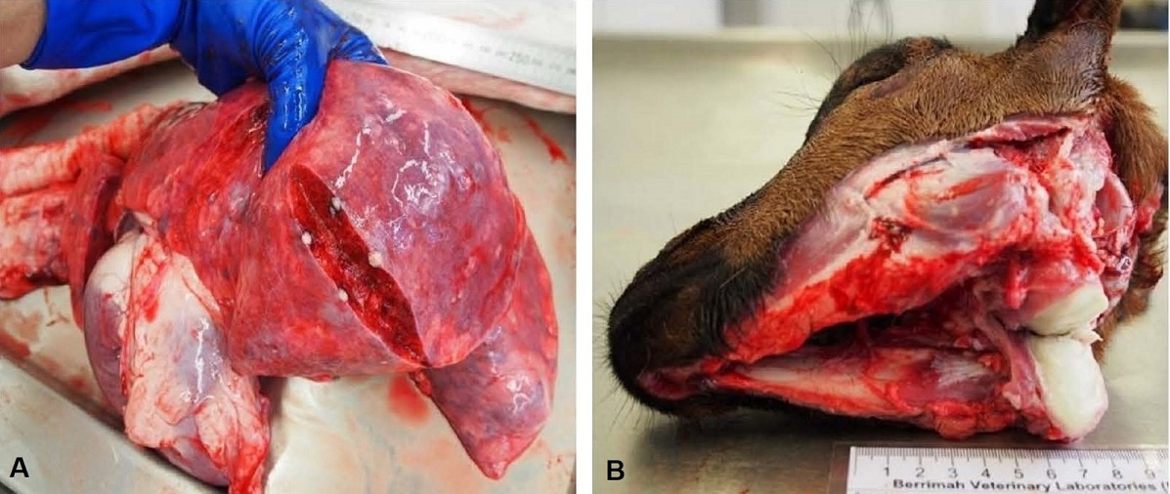 Melioidosis, goat