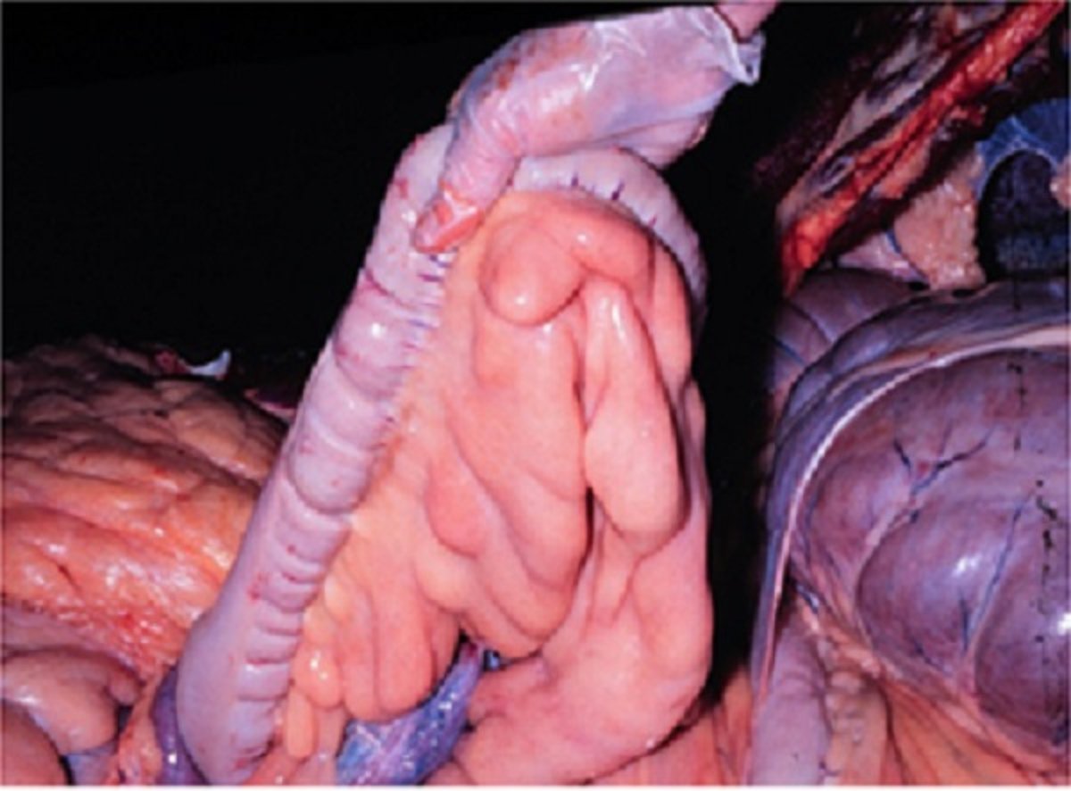 Mesenteric fat, horse