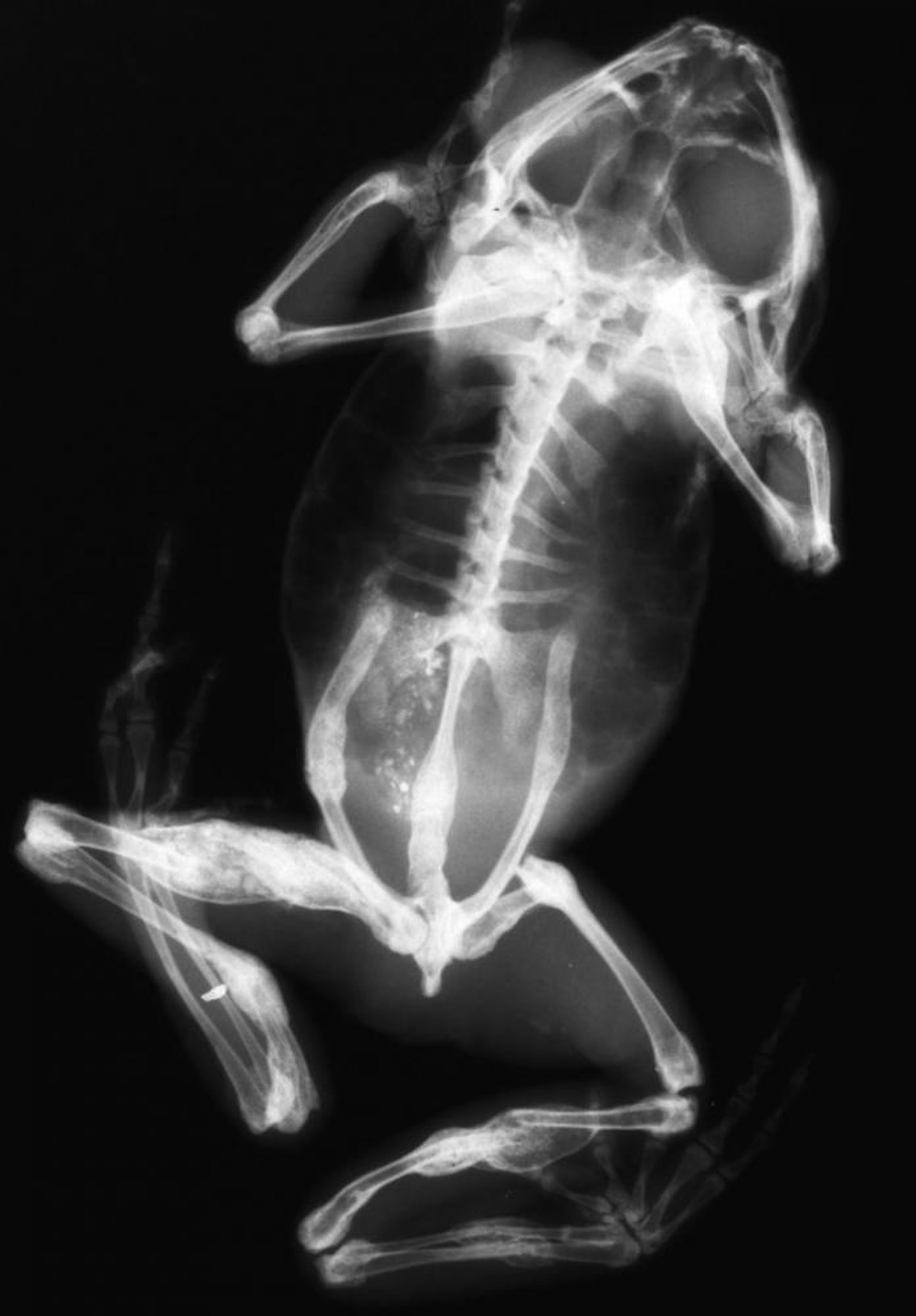 Metabolic bone disease, amphibian