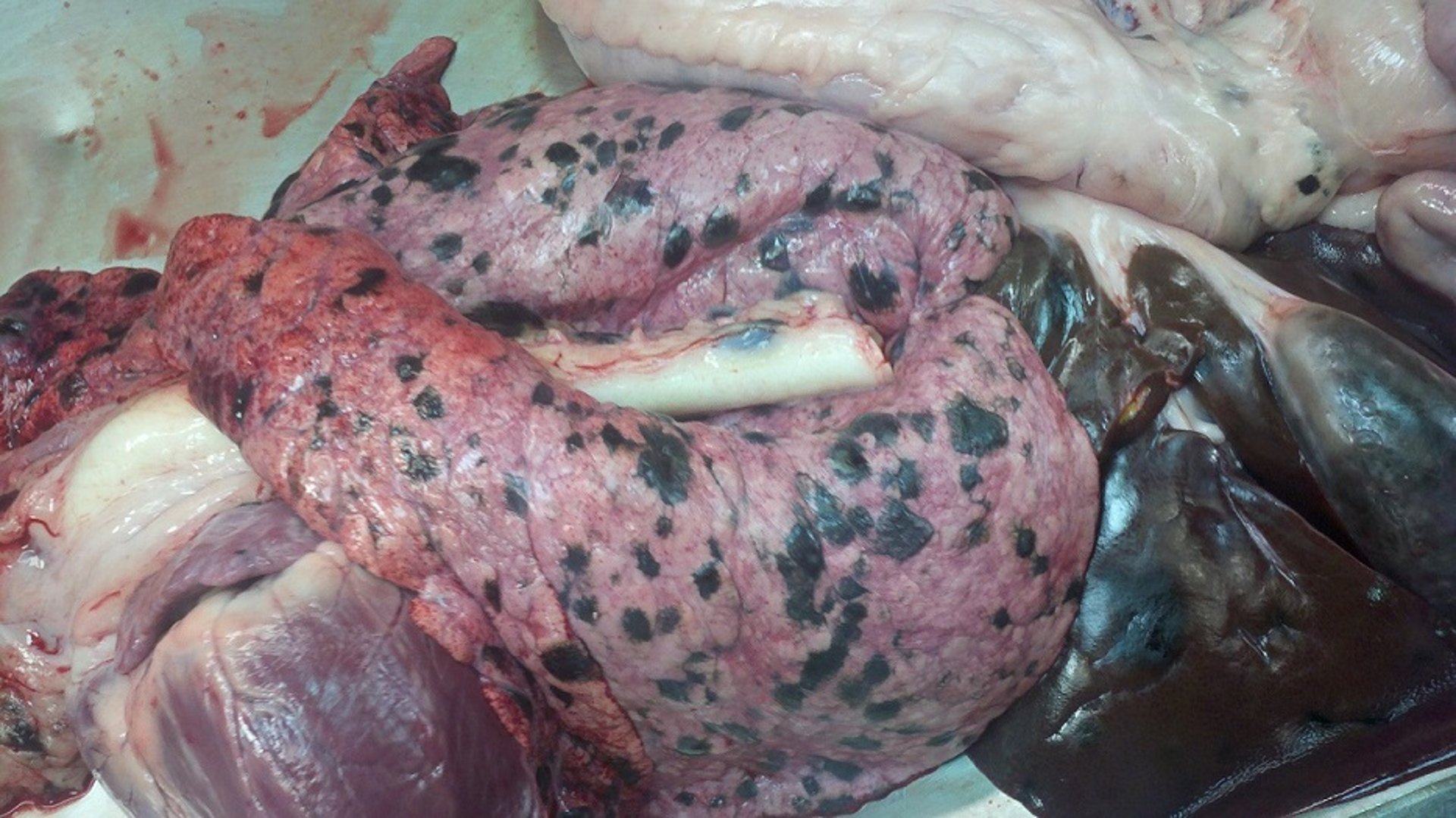 Metastasized melanoma, market hog