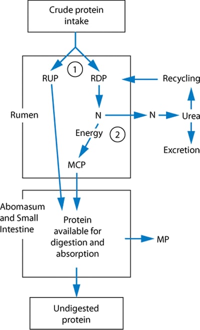 Relationship of dietary protein intake to metabolizable protein supply