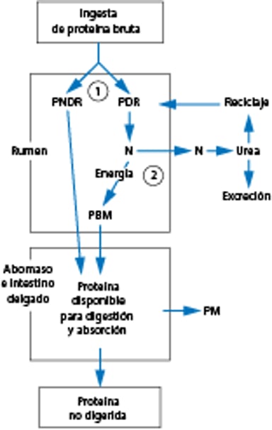 Relación entre el consumo de proteína en la ración y el aporte de proteína metabolizable