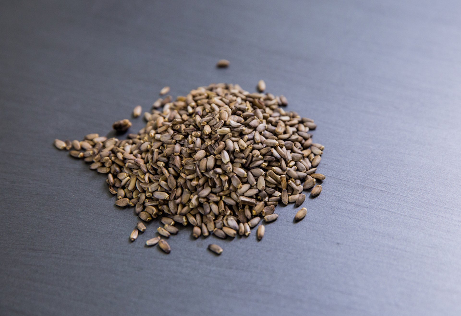 Milk thistle (<i >Silybum marianum</i>) seeds