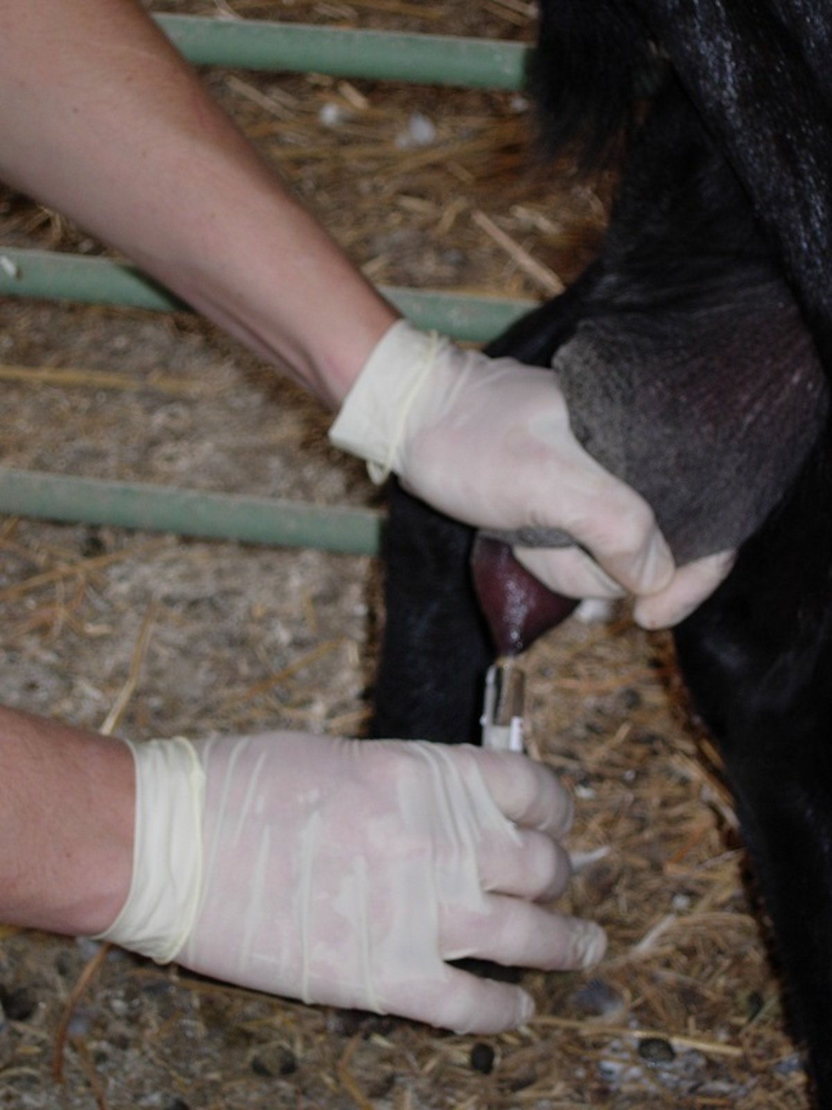 Milk and udder secretion sample