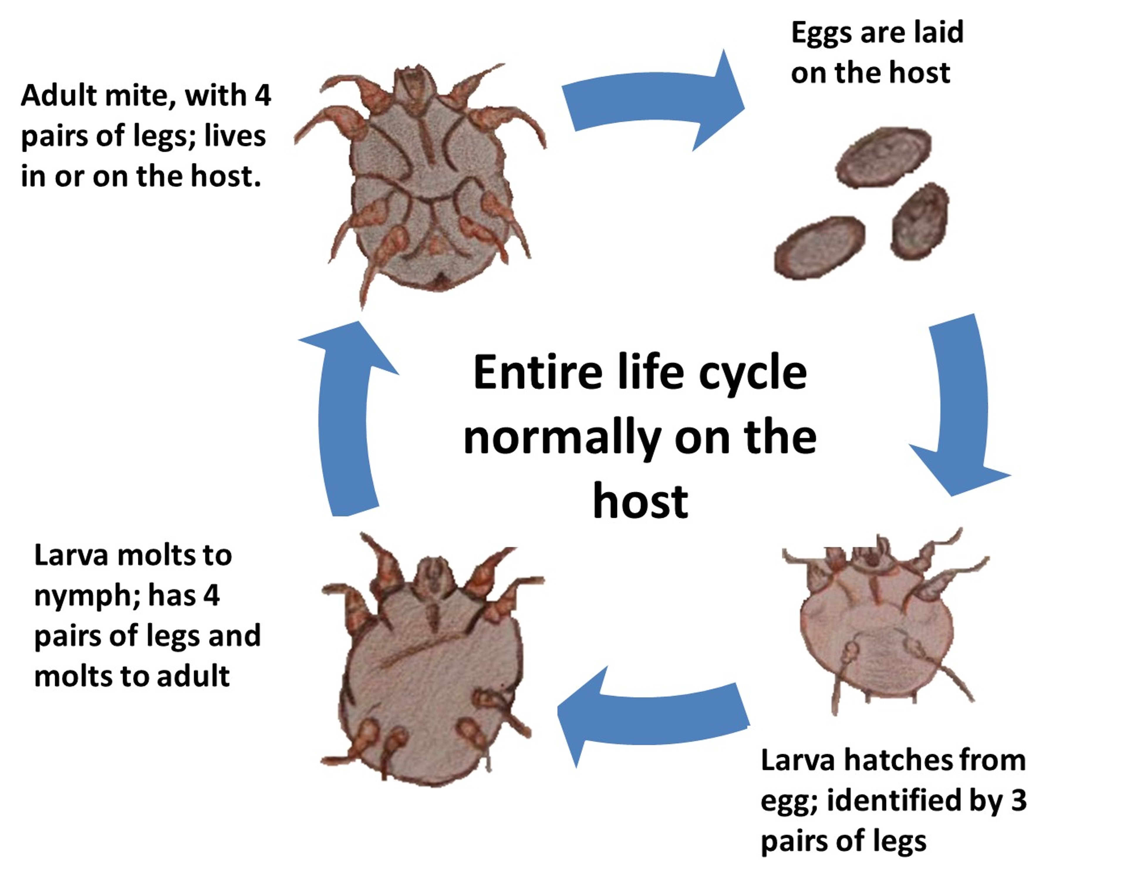 General life cycle of mites