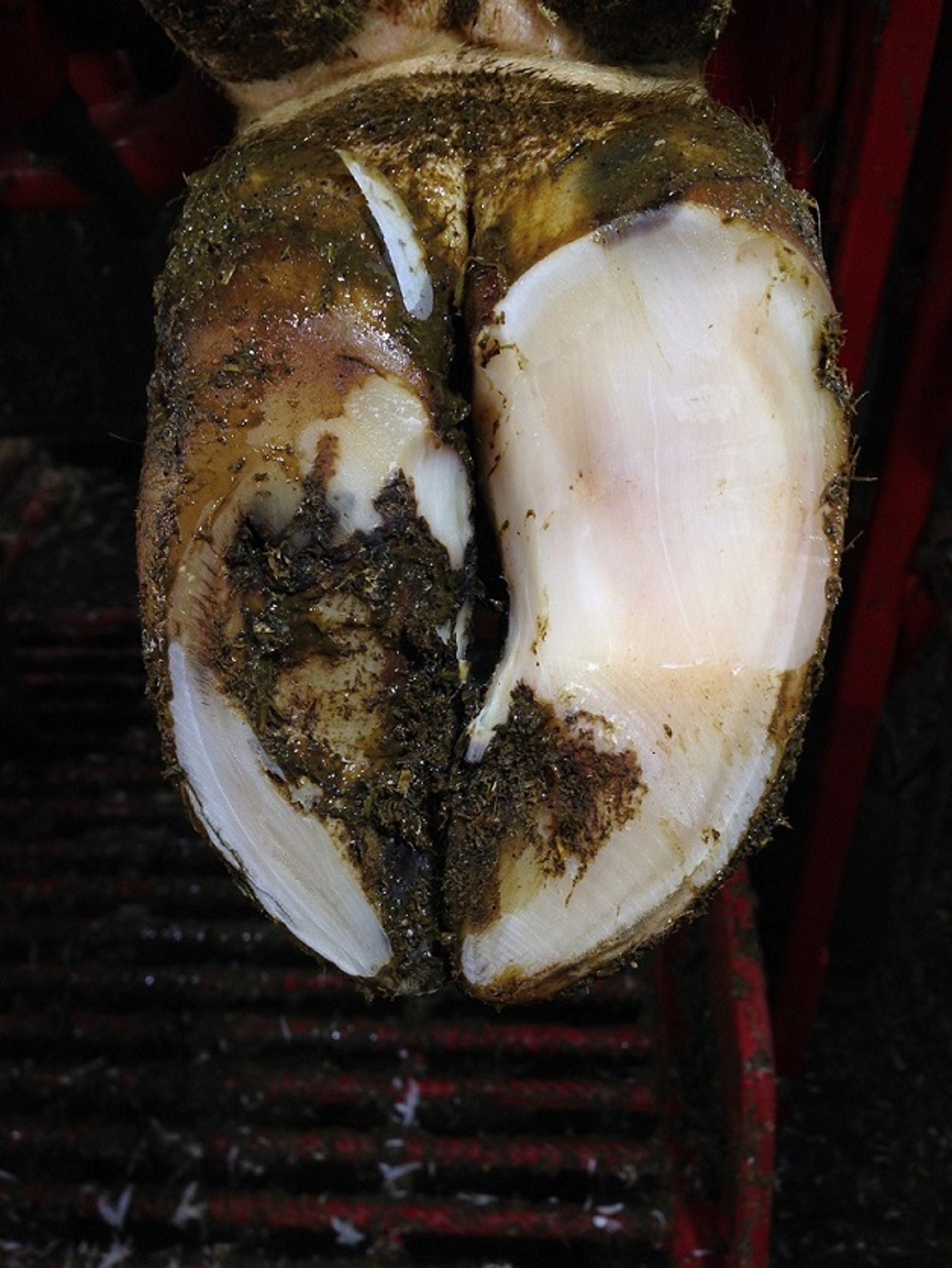 Model step of hoof trimming, cow