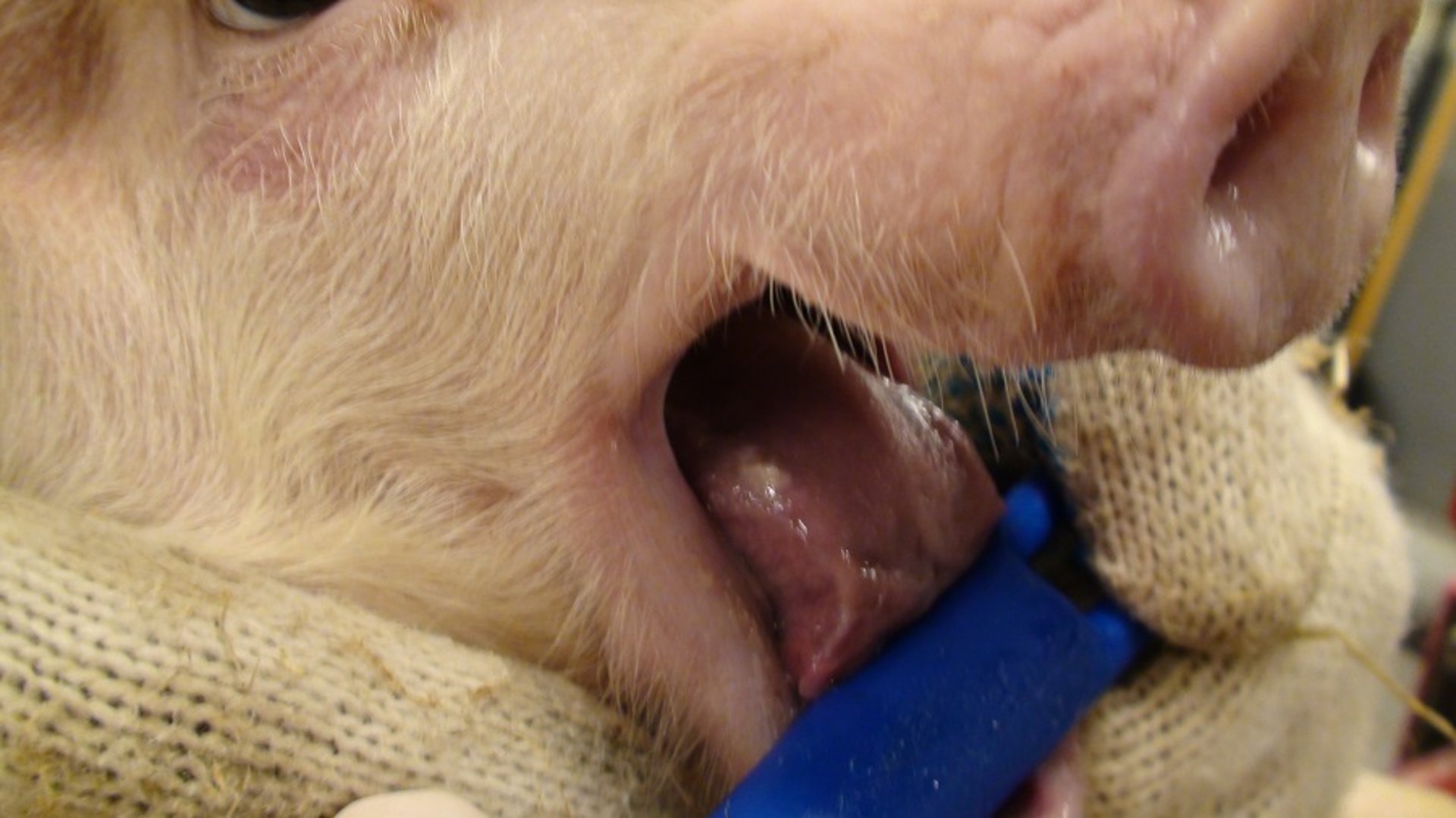 Oral lesion, pig