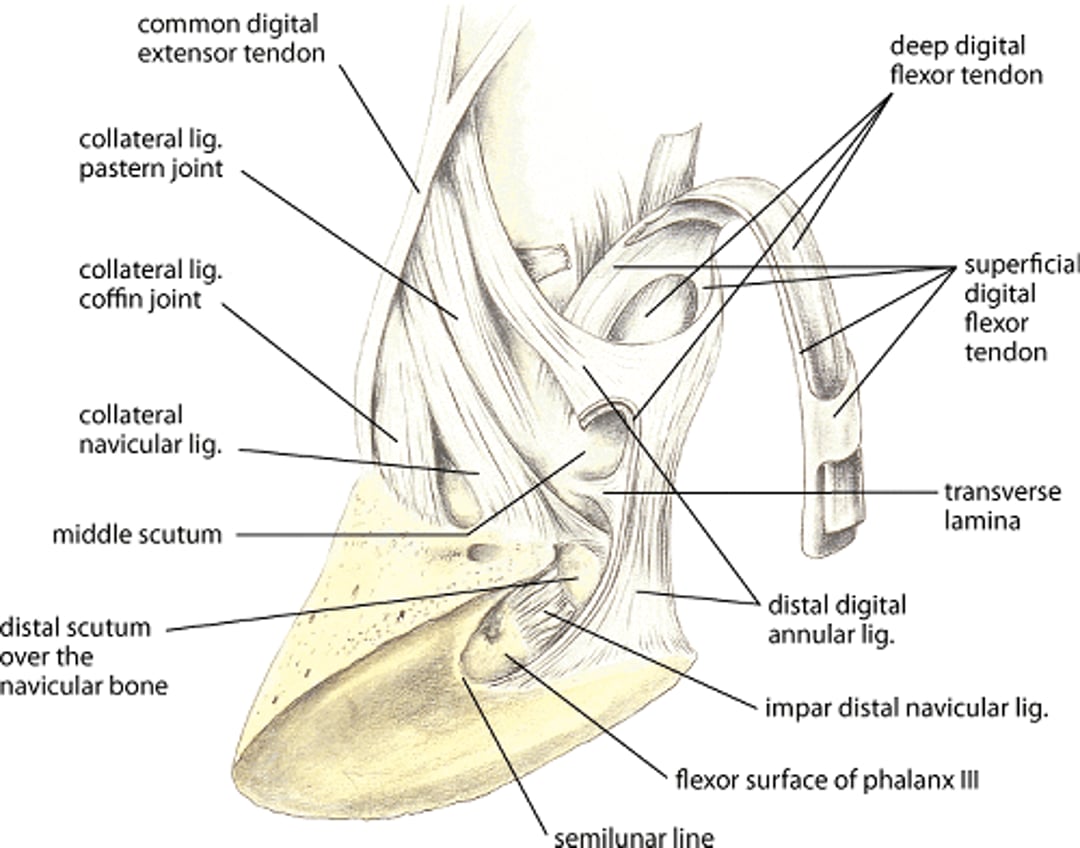 Ligaments and tendons of the distal digit in the horse