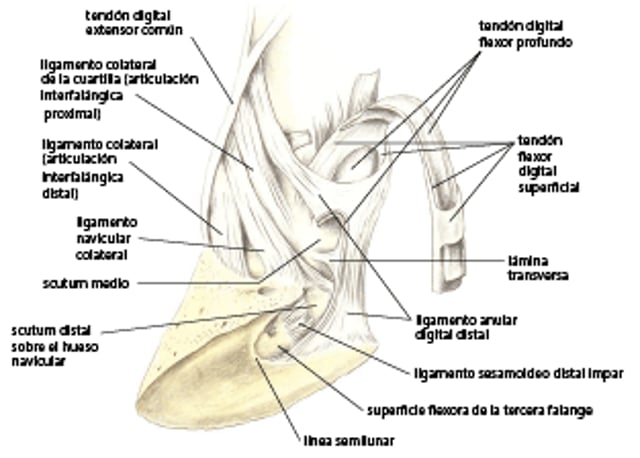 Ligamentos y tendones del dedo distal en el caballo