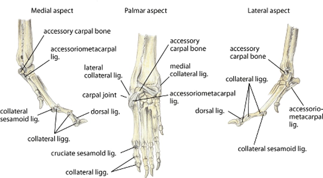 Osteoarticular structures of the distal forelimb, dog
