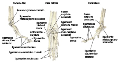 Estructuras osteoarticulares de la extremidad anterior distal, perro