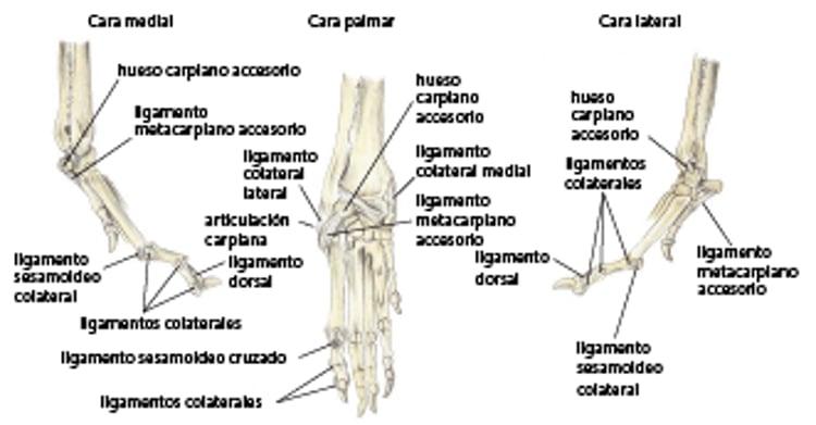 Estructuras osteoarticulares de la extremidad anterior distal, perro