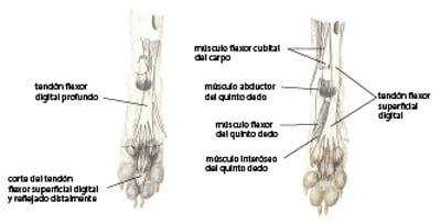 Tendones y músculos de la pata, perro
