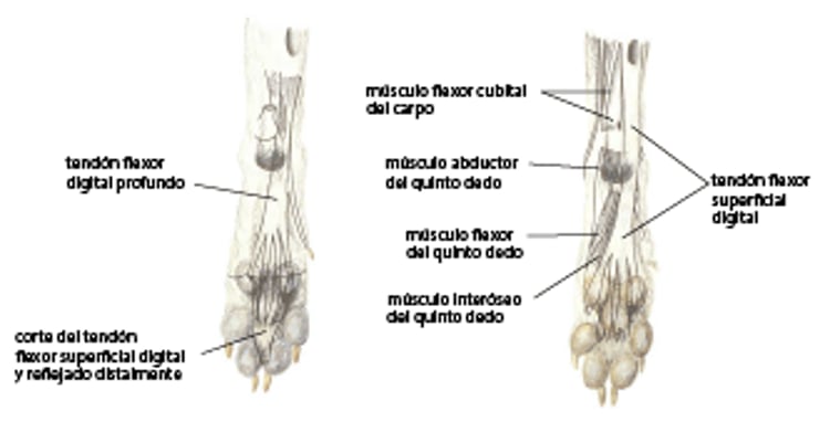 Tendones y músculos de la pata, perro