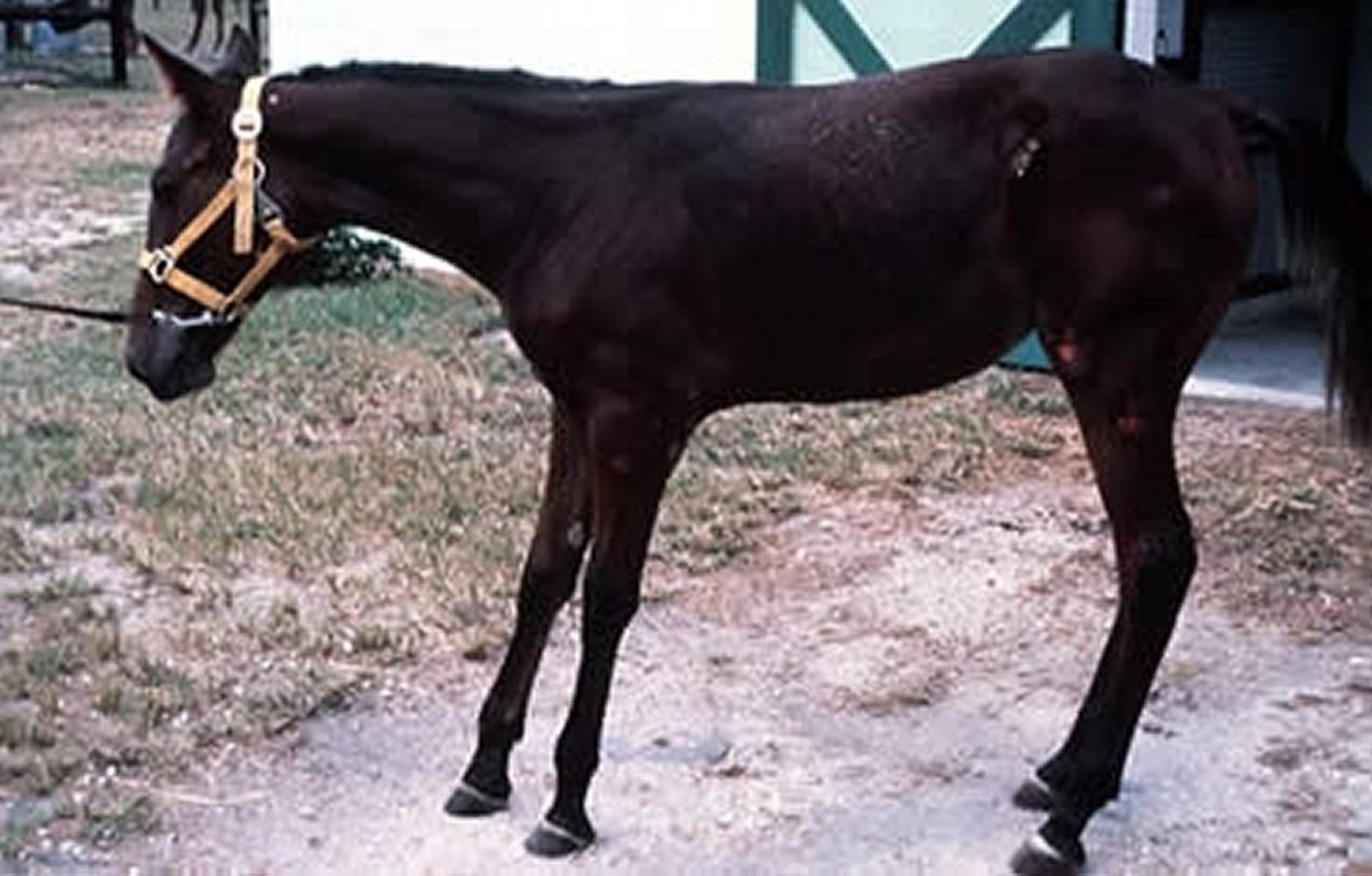 Posture typical of laminitis, horse