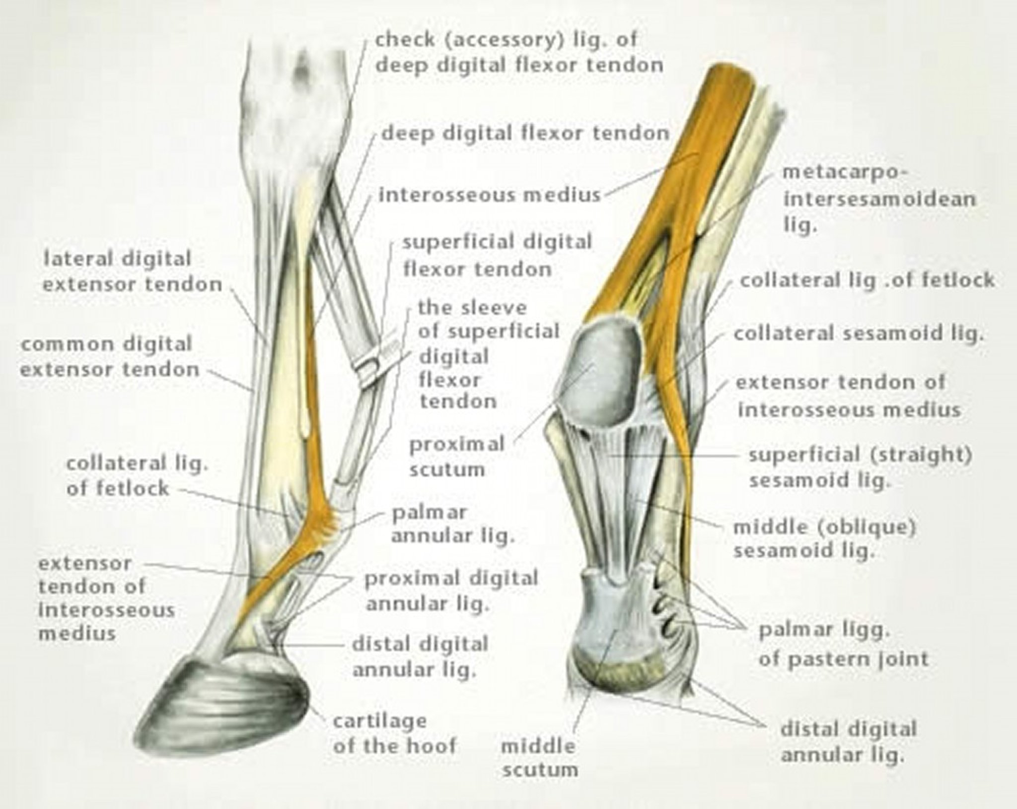 Interosseous medius, horse