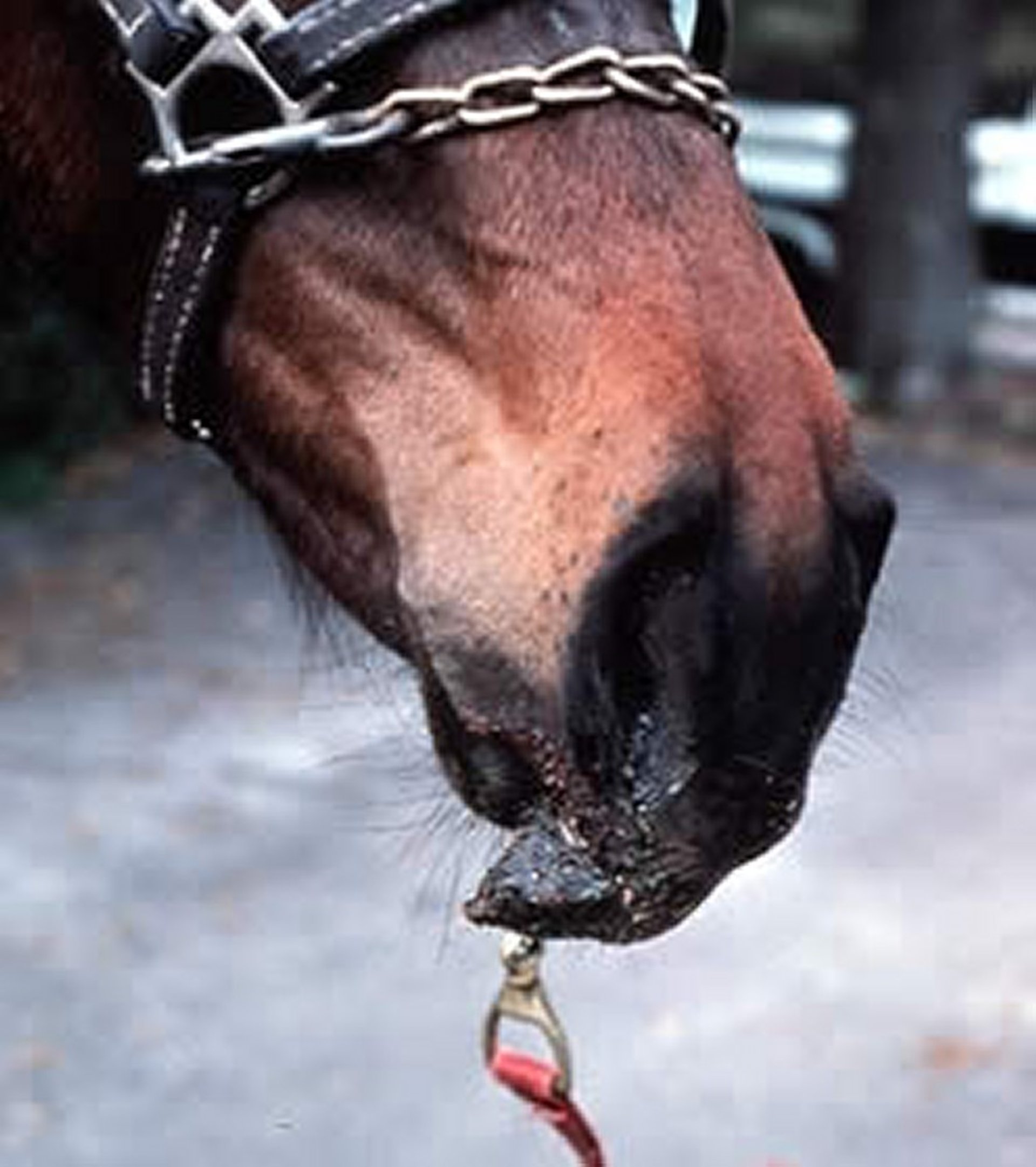 Muzzle trauma, horse
