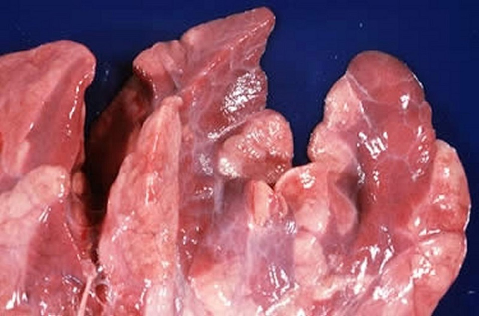 <i >Mycoplasma hyopneumoniae</i>, gross lesions