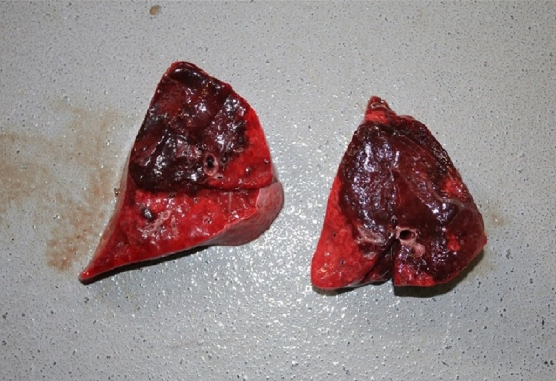 <i >Mycoplasma</i> pneumonia, lung, goat