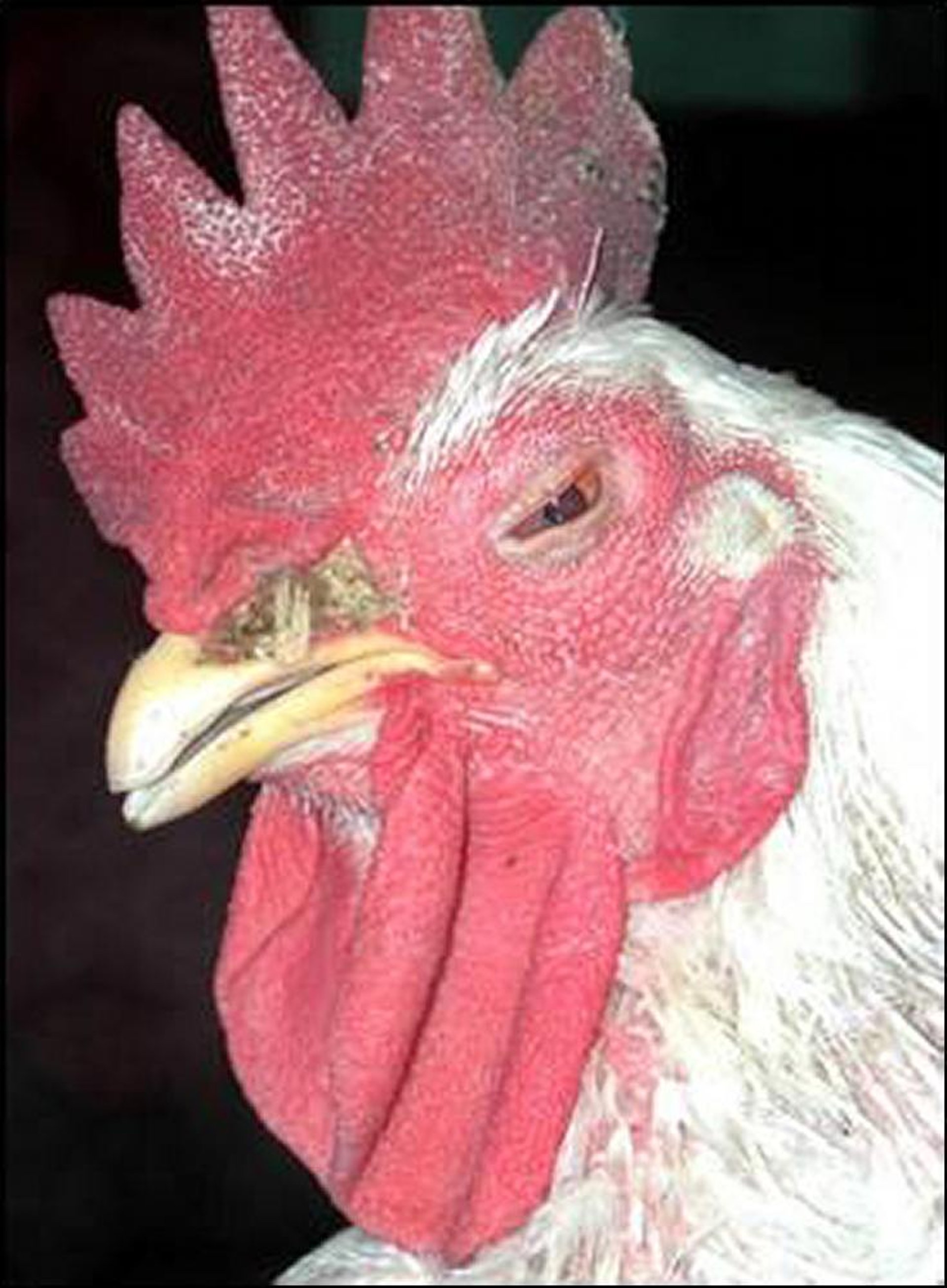 <i >Mycoplasma gallisepticum</i>, chicken