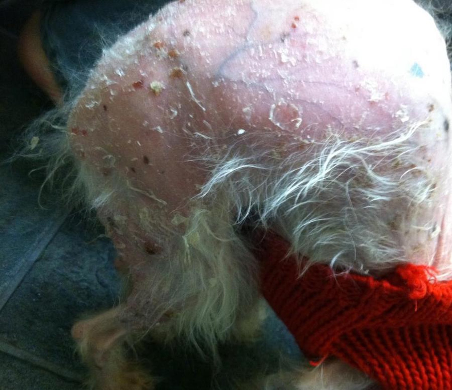 Mycosis fungoides, old Toy Poodle mix