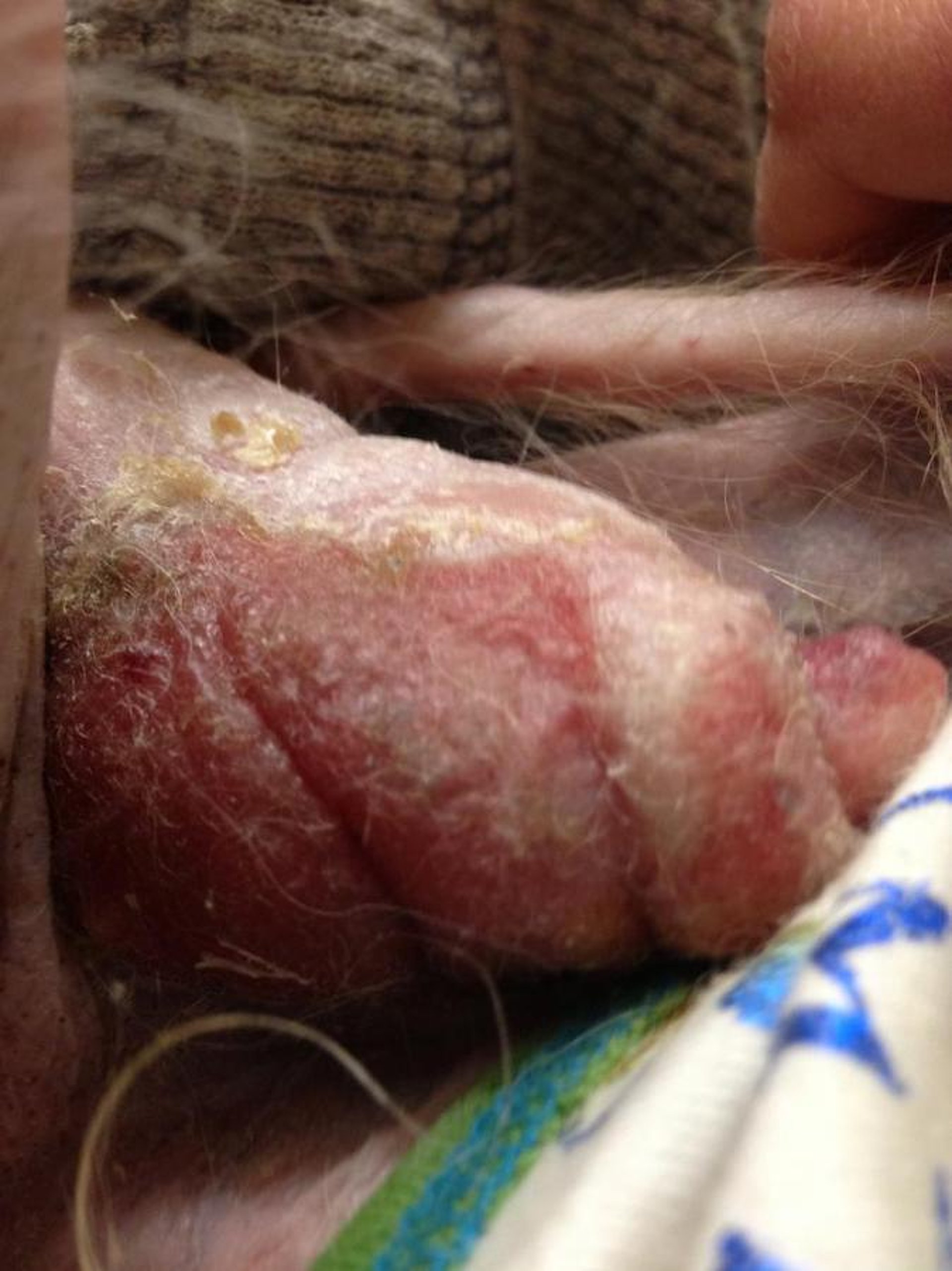 Mycosis fungoides lesion on prepuce, senior Poodle mix