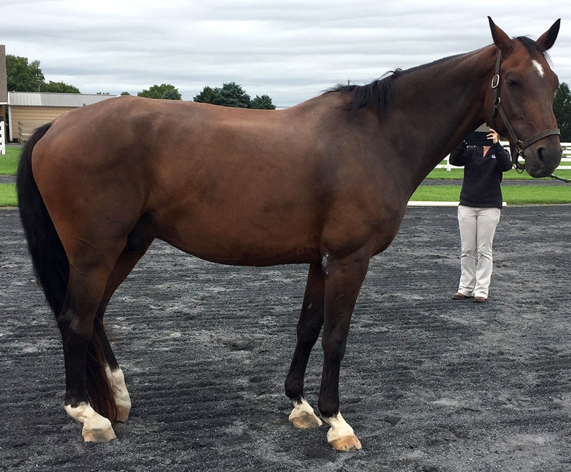 Myofibrillar myopathy, side view, horse