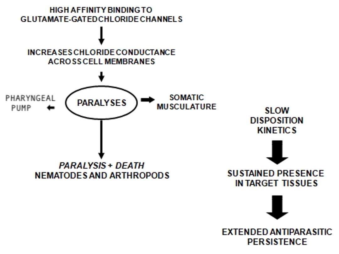 Macrocyclic lactones: mechanisms of action