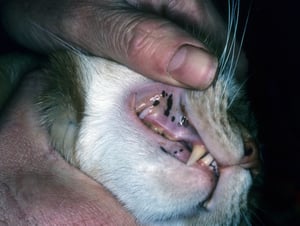 Macules, cat